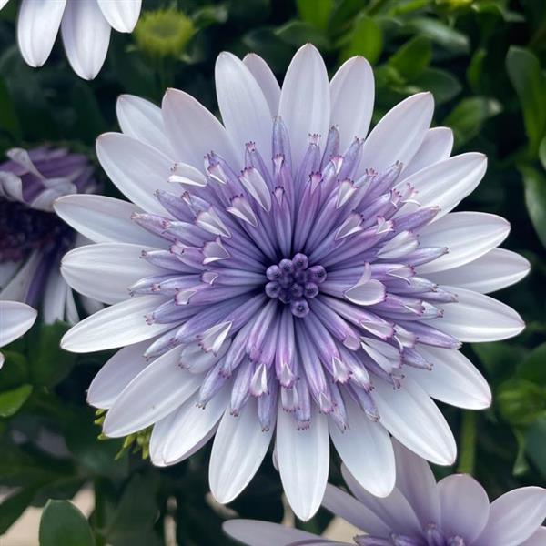 African Daisy 'Blue Ice' Trio ~ Preorder Wait List Spring 2026