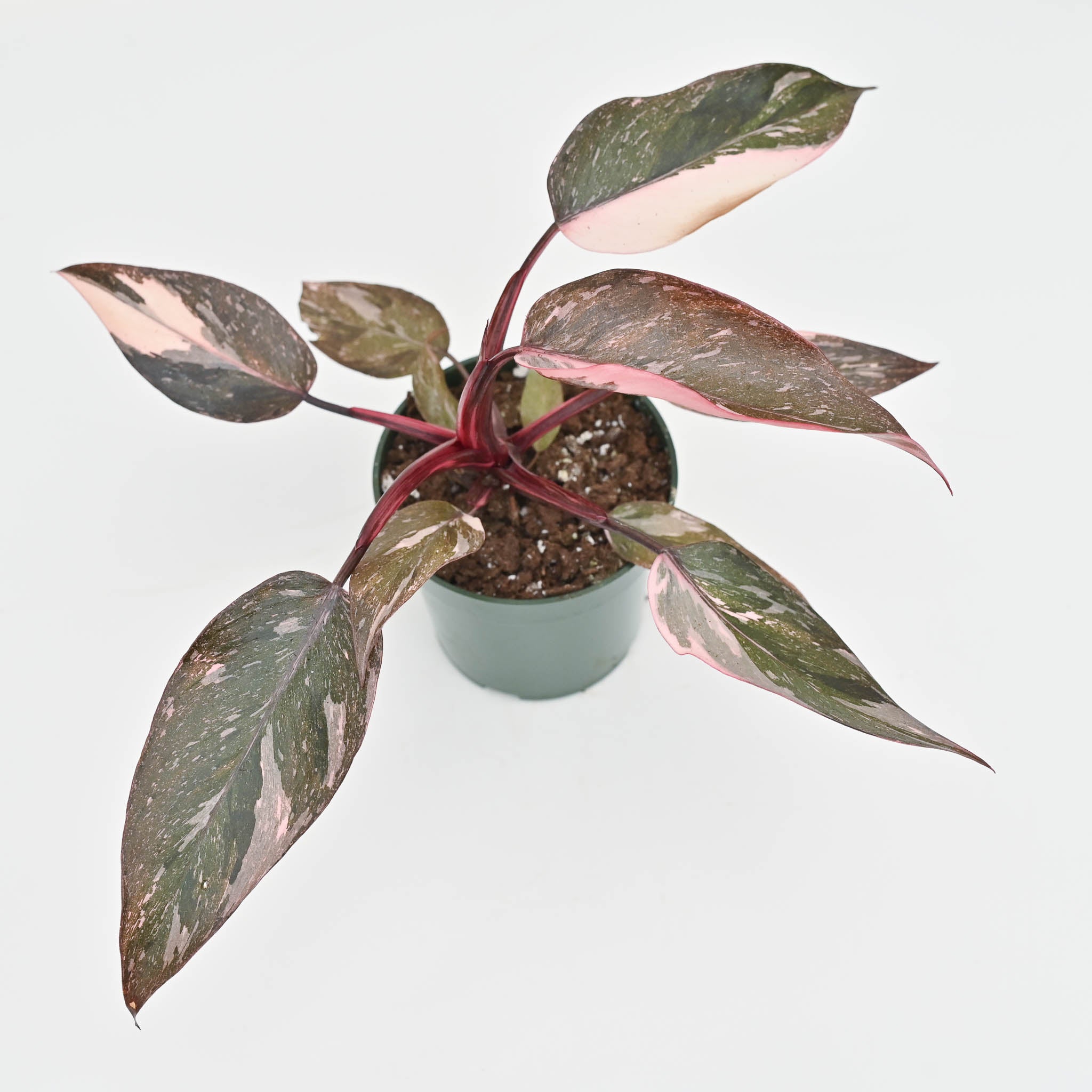 Philodendron Pink Princess 'Marble' 6 – The Groovy Plants Ranch LLC