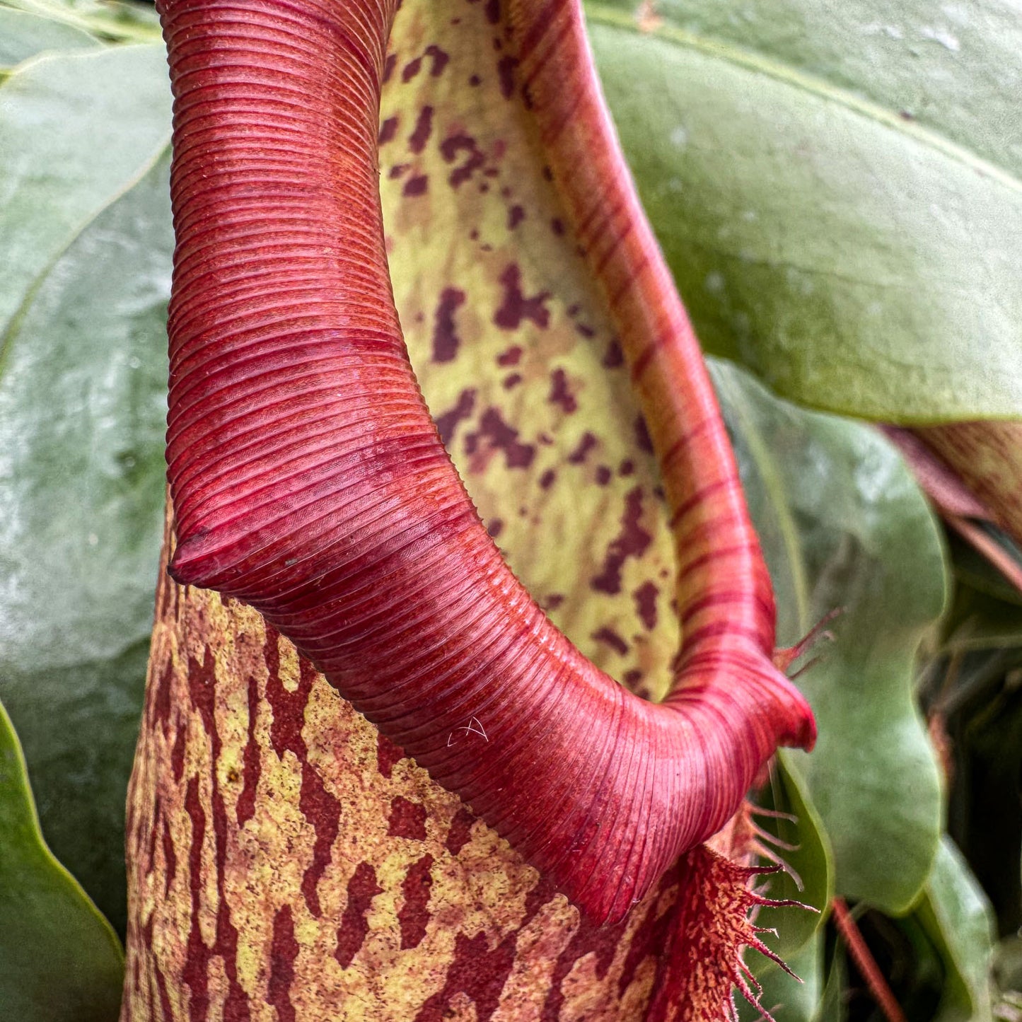 Nepenthes 'Miranda' – Giant Tropical Pitcher Plant - Limited Release for Pickup Now