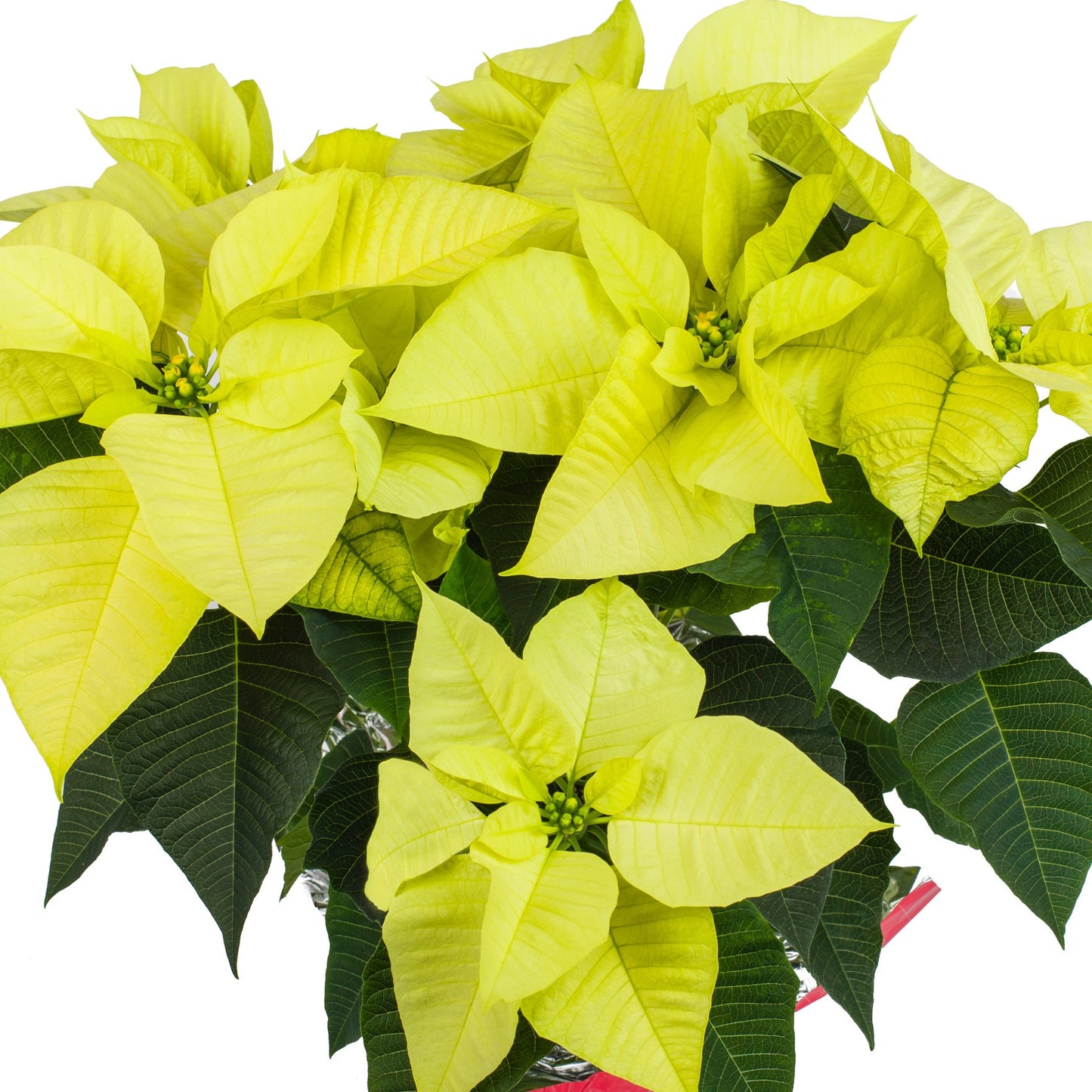 Poinsettia - Yellow Snow