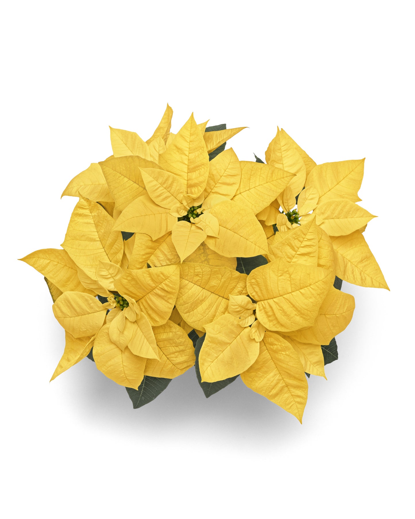 Poinsettia - Yellow Snow