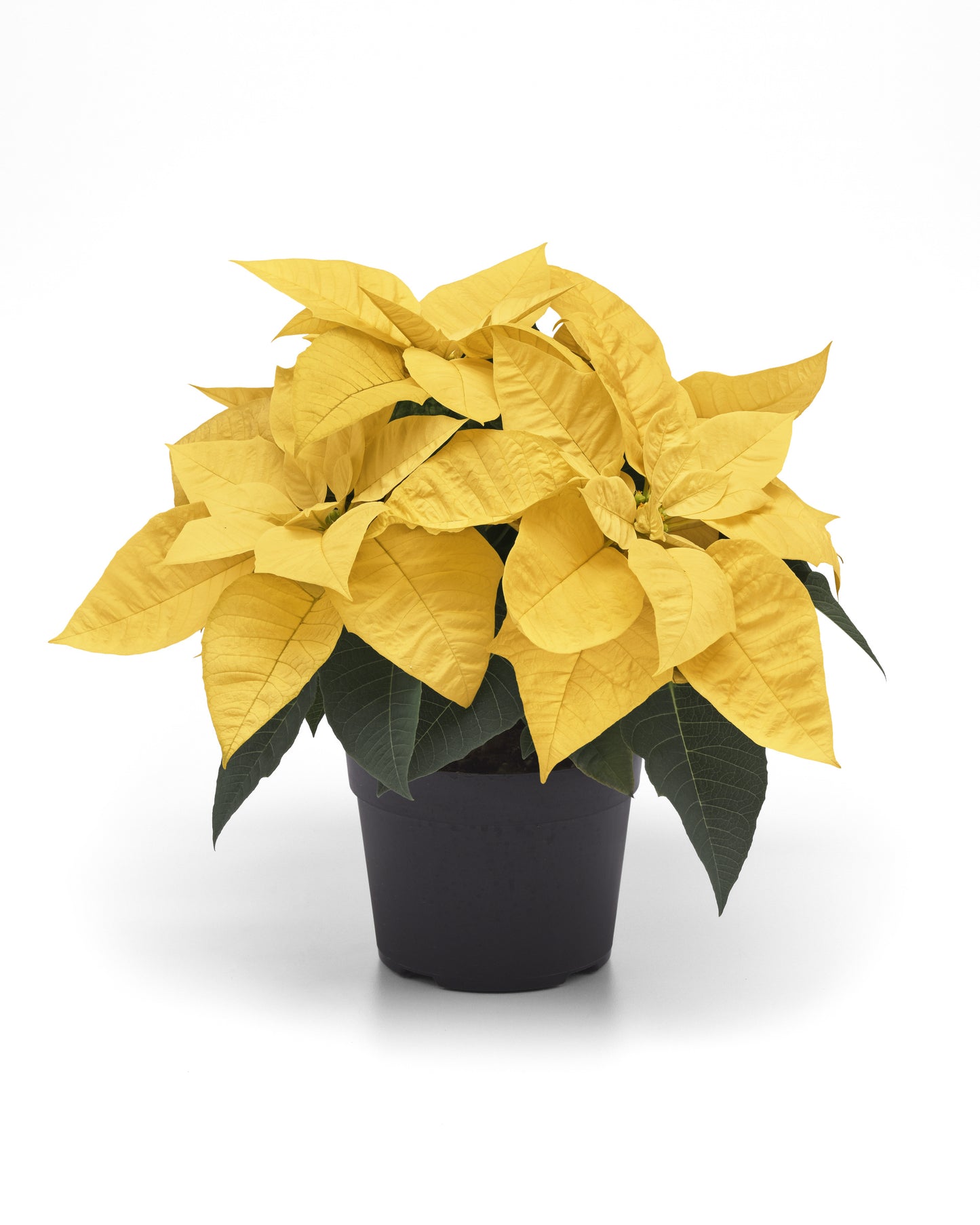 Poinsettia - Yellow Snow