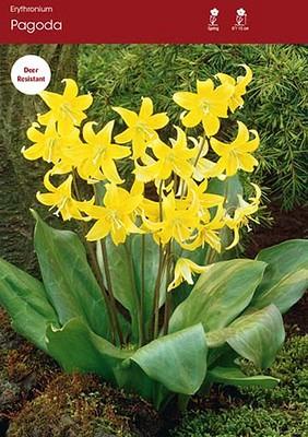 Trout Lily, Erythronium Pagoda ~ 12 Blubs for Pickup in Fall