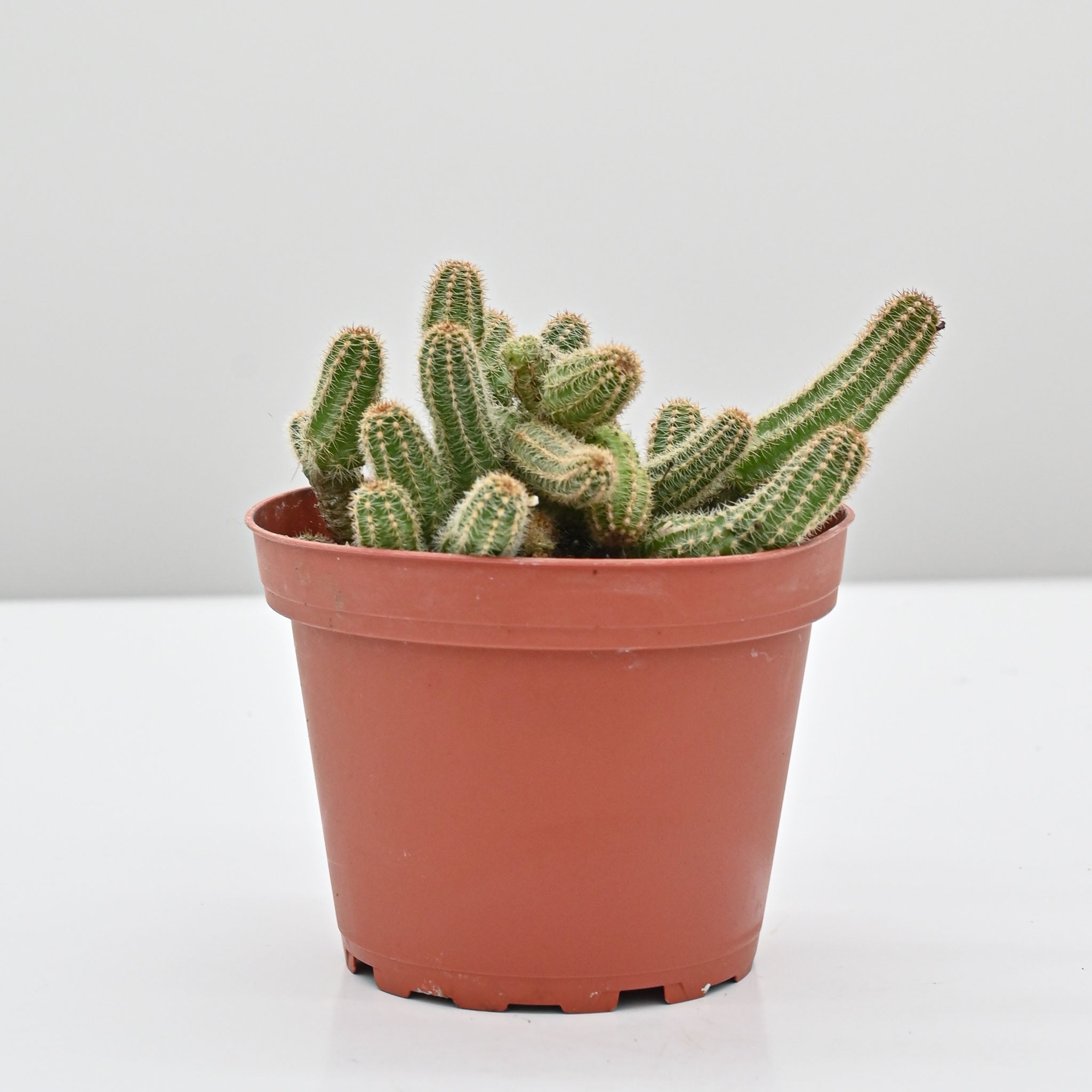 Peanut Cactus