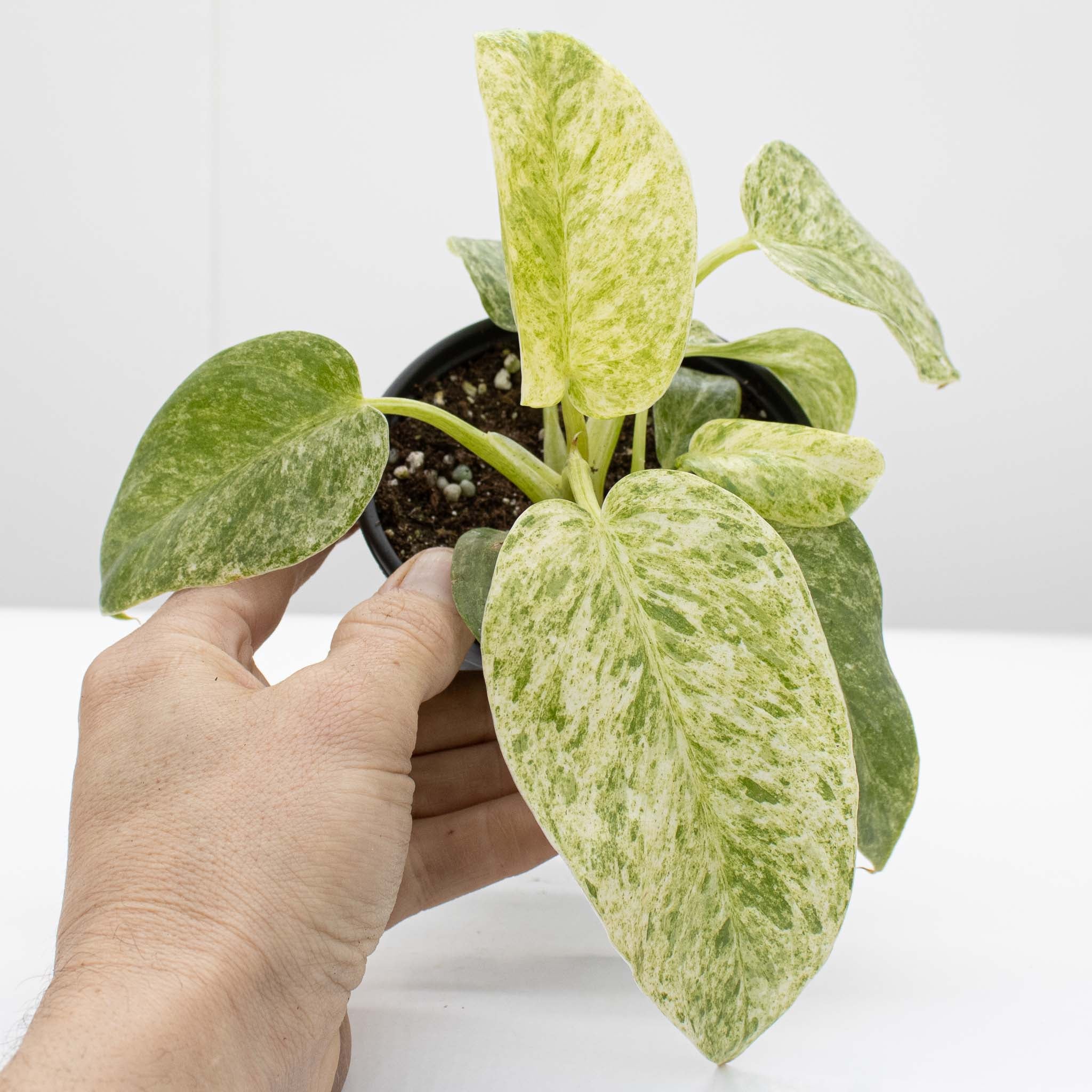 philodendron frost Philodendron Giganteum 'Blizzard' – The Groovy Plants Ranch LLC