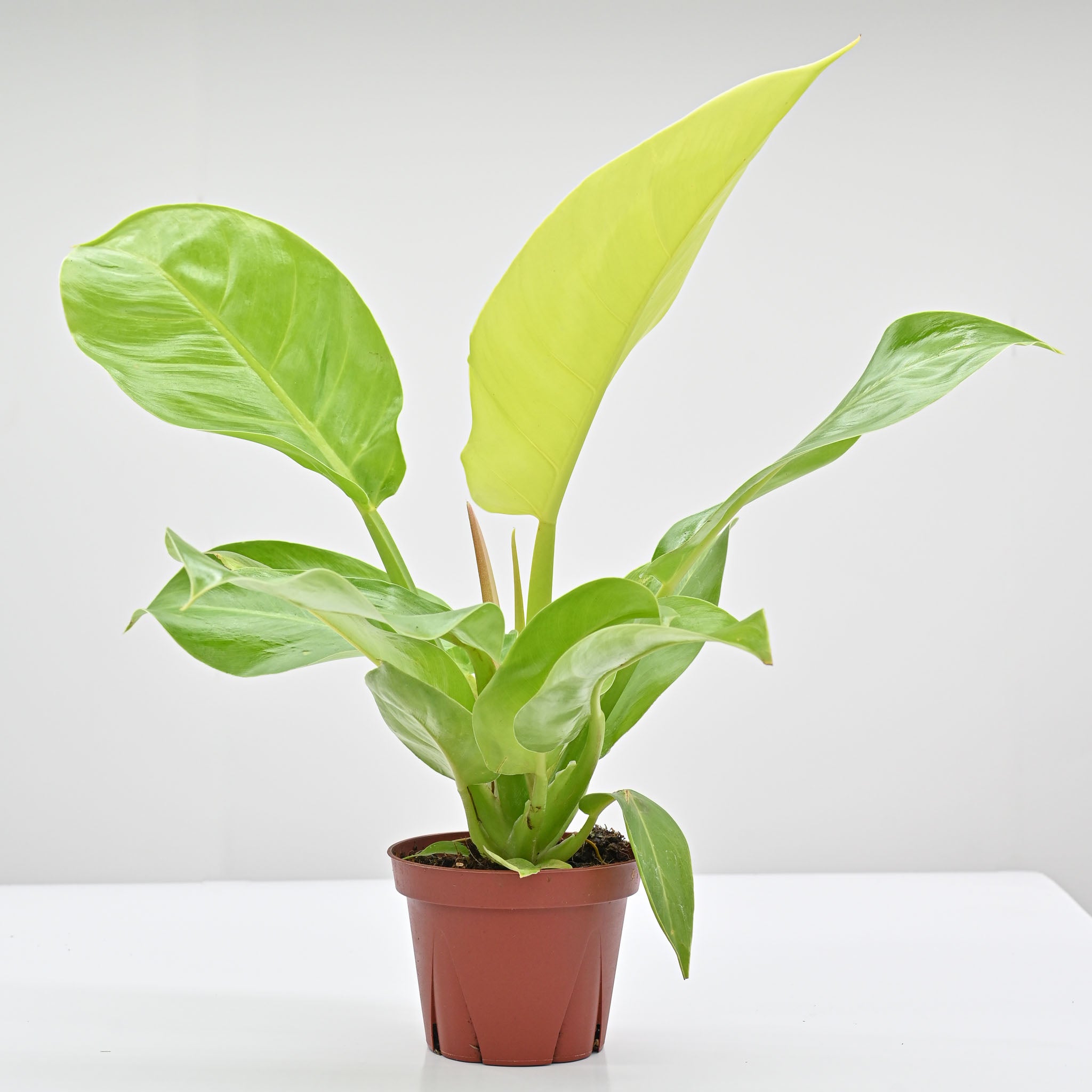 Philodendron Moonlight – The Groovy Plants Ranch LLC
