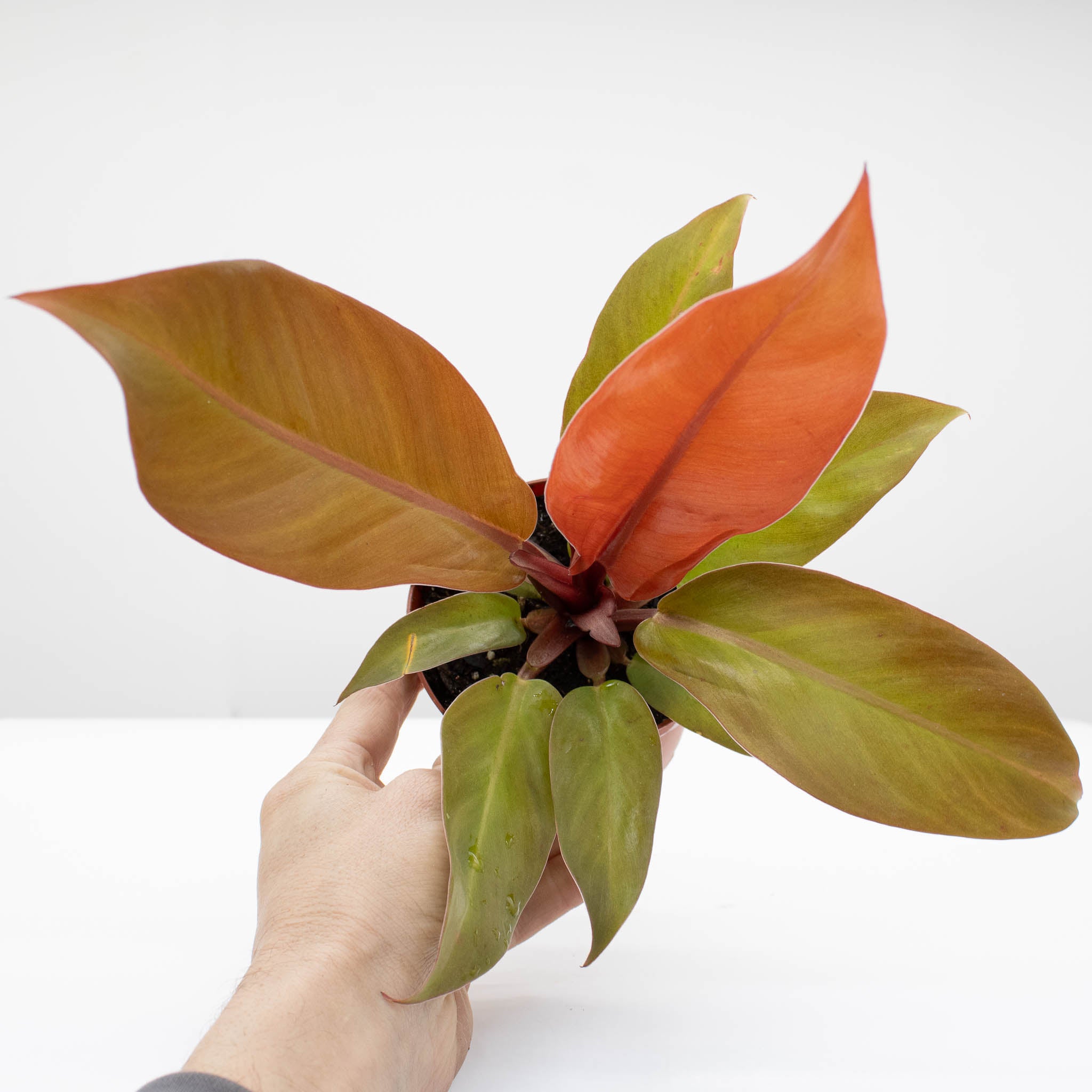 Philodendron Prince of Orange