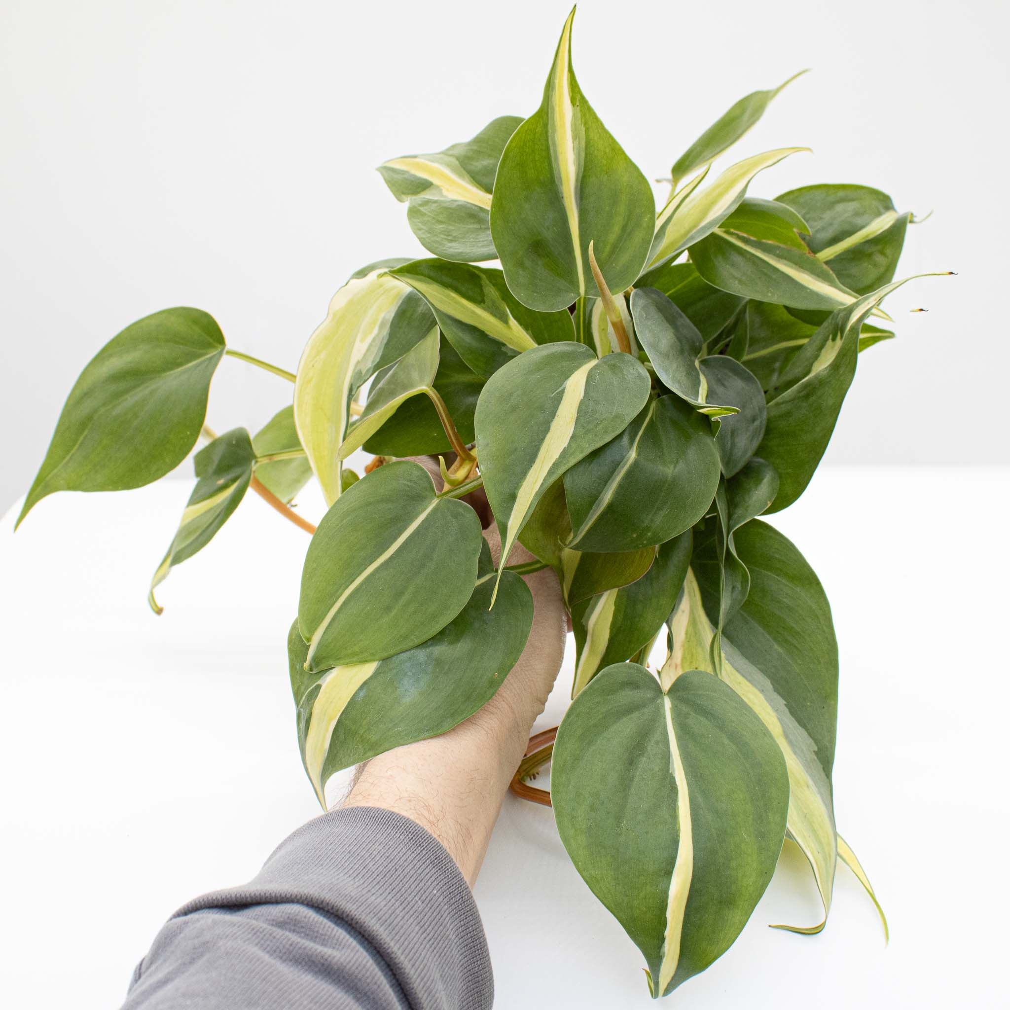 Philodendron Hederaceum 'Rio' – The Groovy Plants Ranch LLC