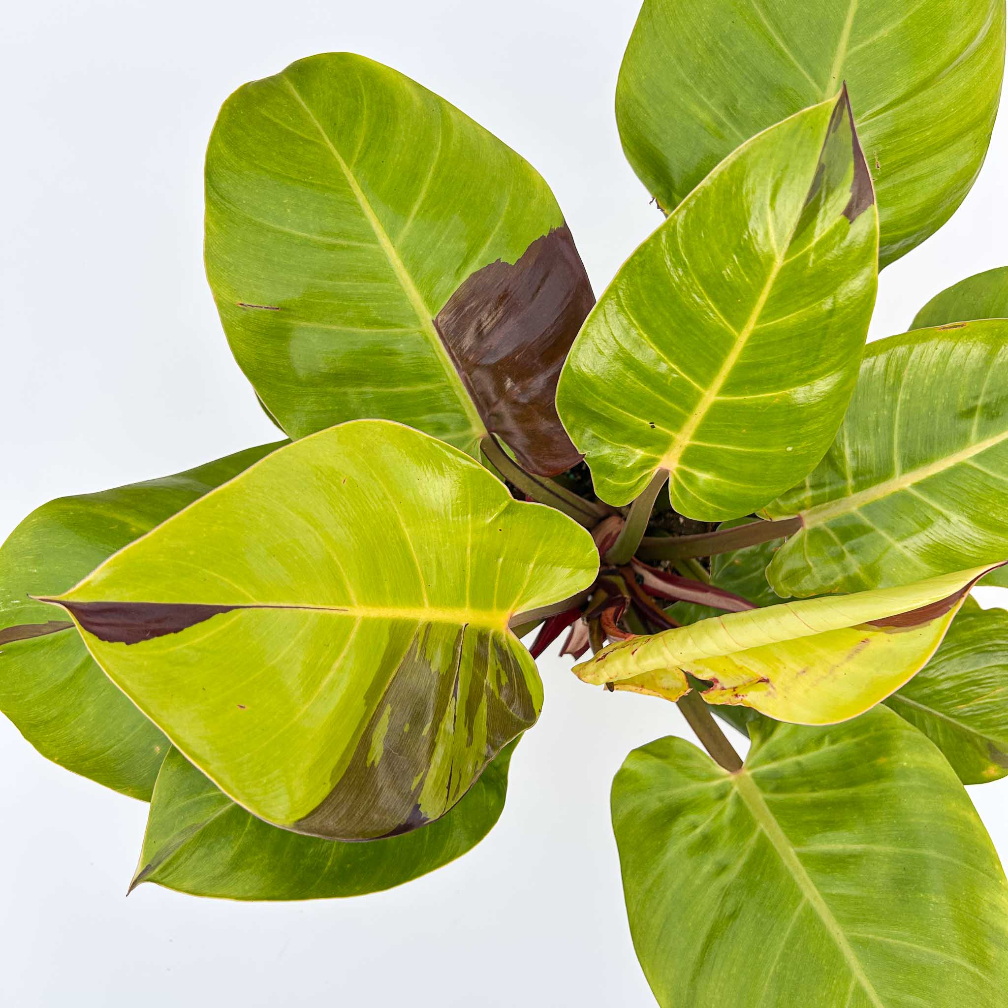 bright yellow philodendron Philodendron Yellow Flame – The Groovy Plants Ranch LLC