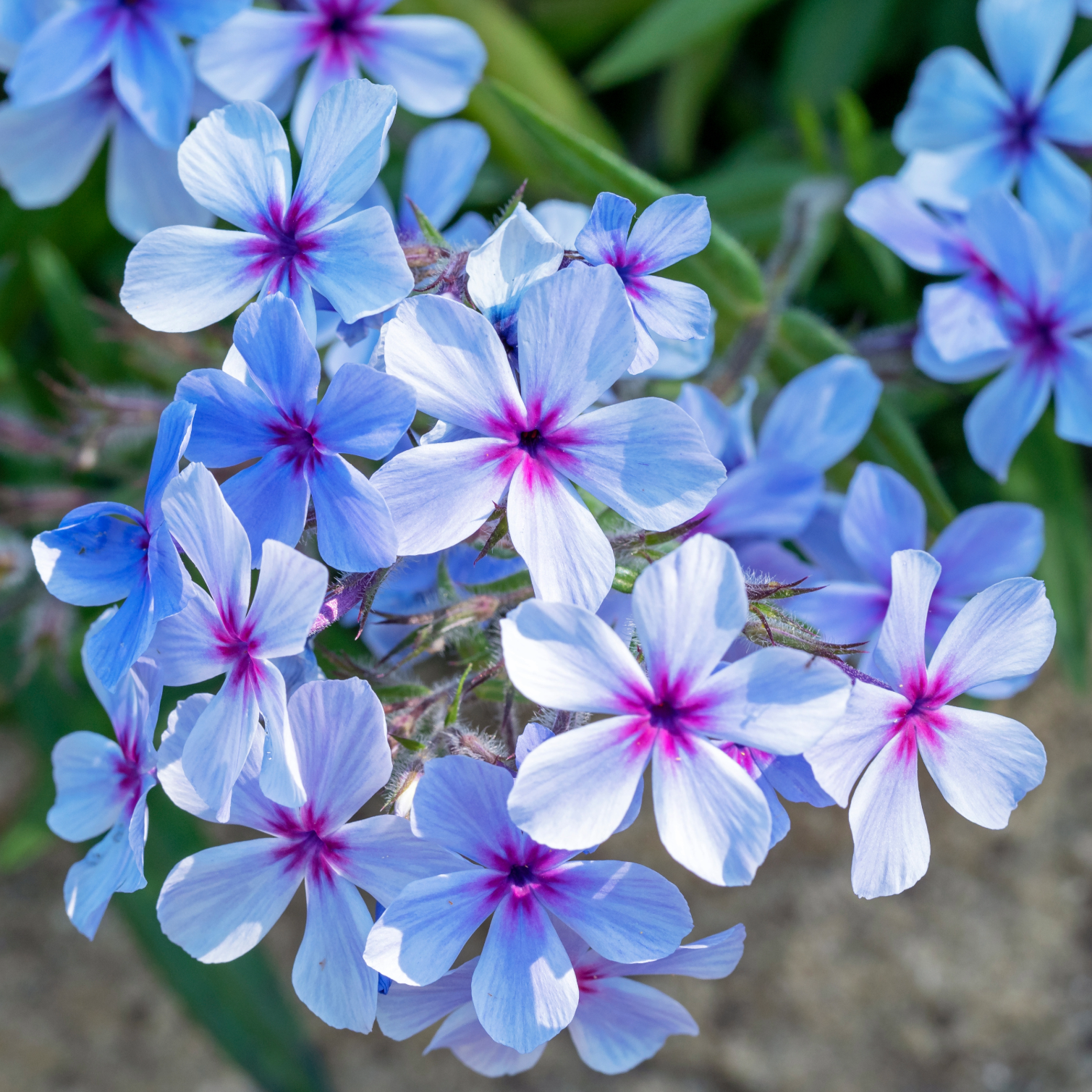 Woodland Phlox 'Chattahoochee' ~ Trio of 3 Hefty Plants for