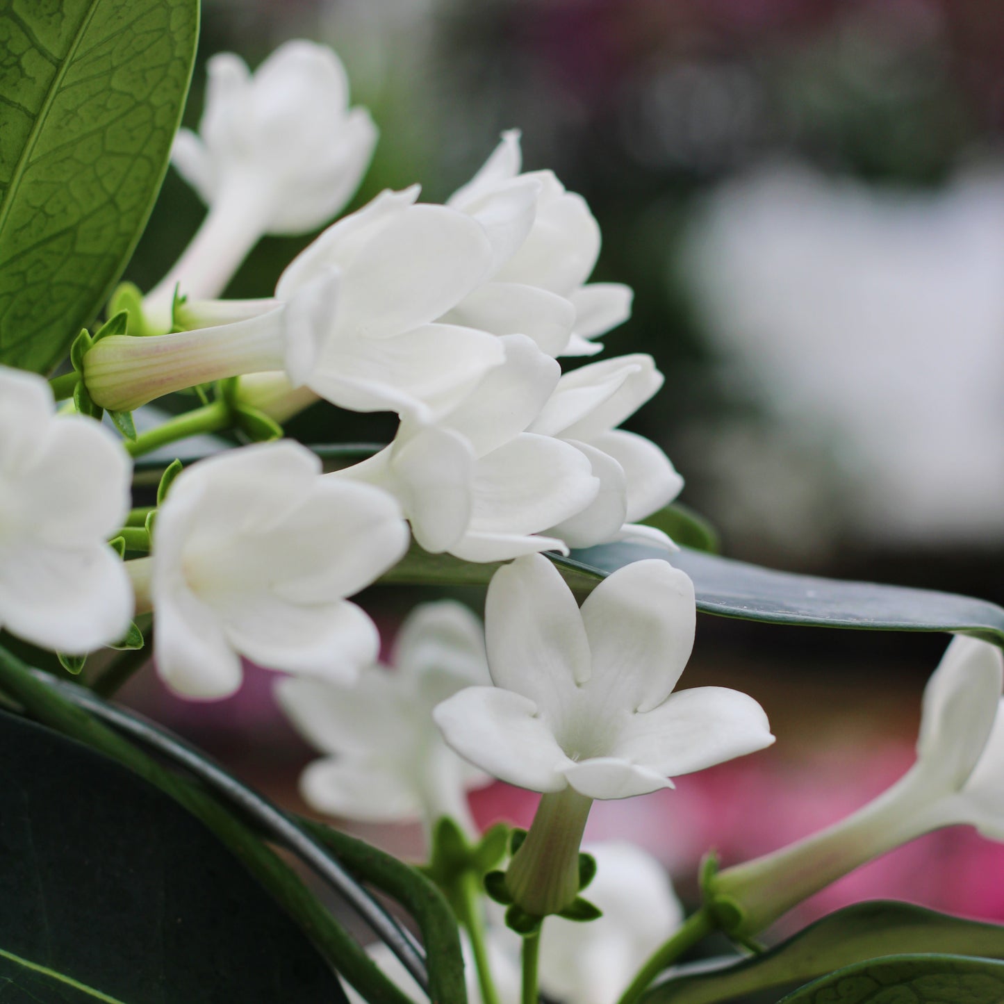 Stephanotis floribunda - Madagascar Jasmine