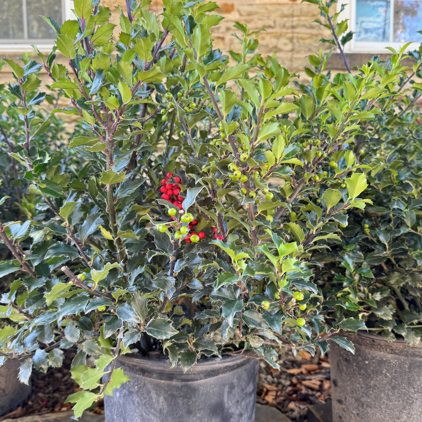 Holly 'Royal Family' - Ilex meserveae 'Blue Prince' + 'Blue Princess' | Limited Release