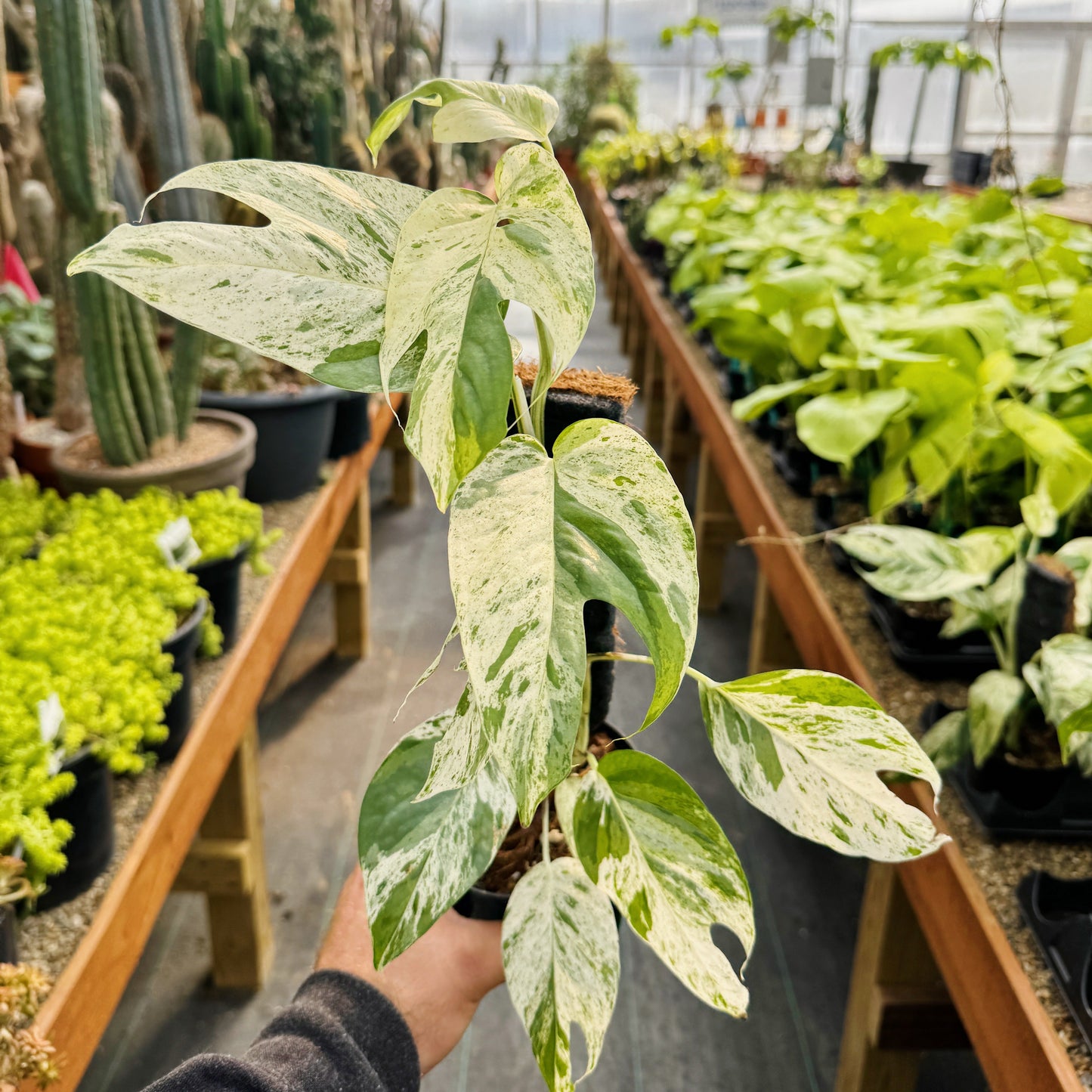 Epipremnum pinnatum 'Marble' | Limited Release