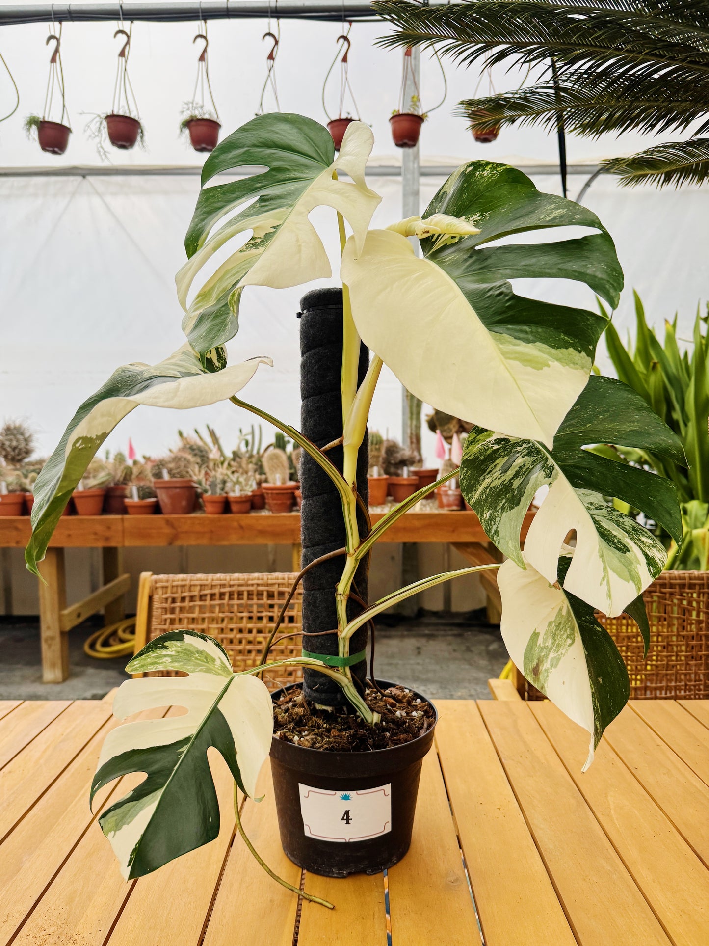 Monstera Albo Variegata in 8" Planter - Limited Release for Pickup Now