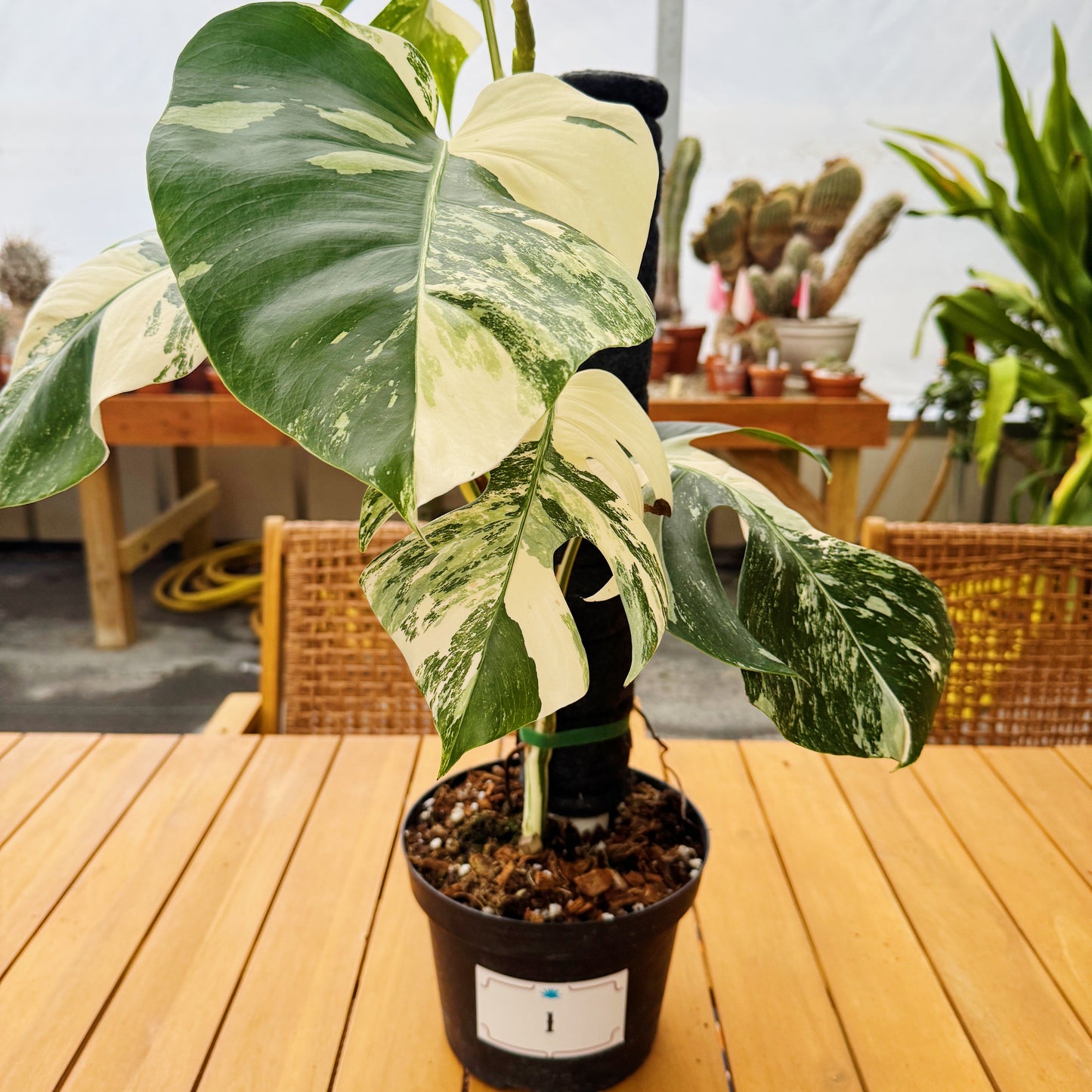 Monstera Albo Variegata in 8" Planter - Limited Release for Pickup Now