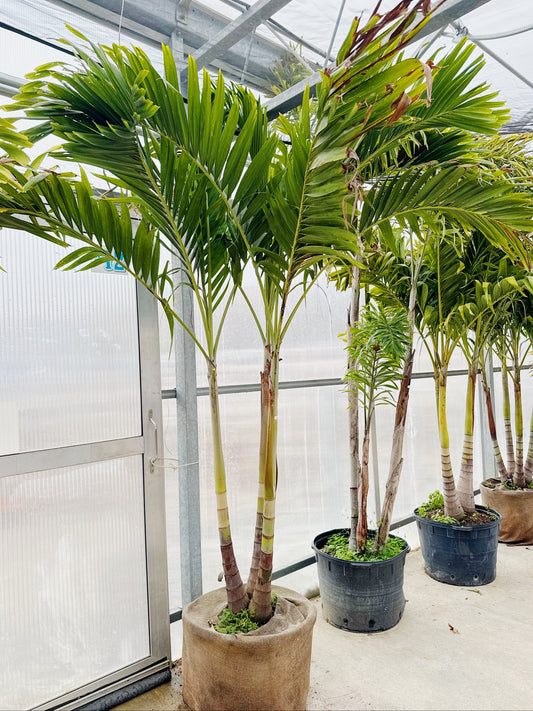 Adonidia Palms | Buy Now Pickup Now