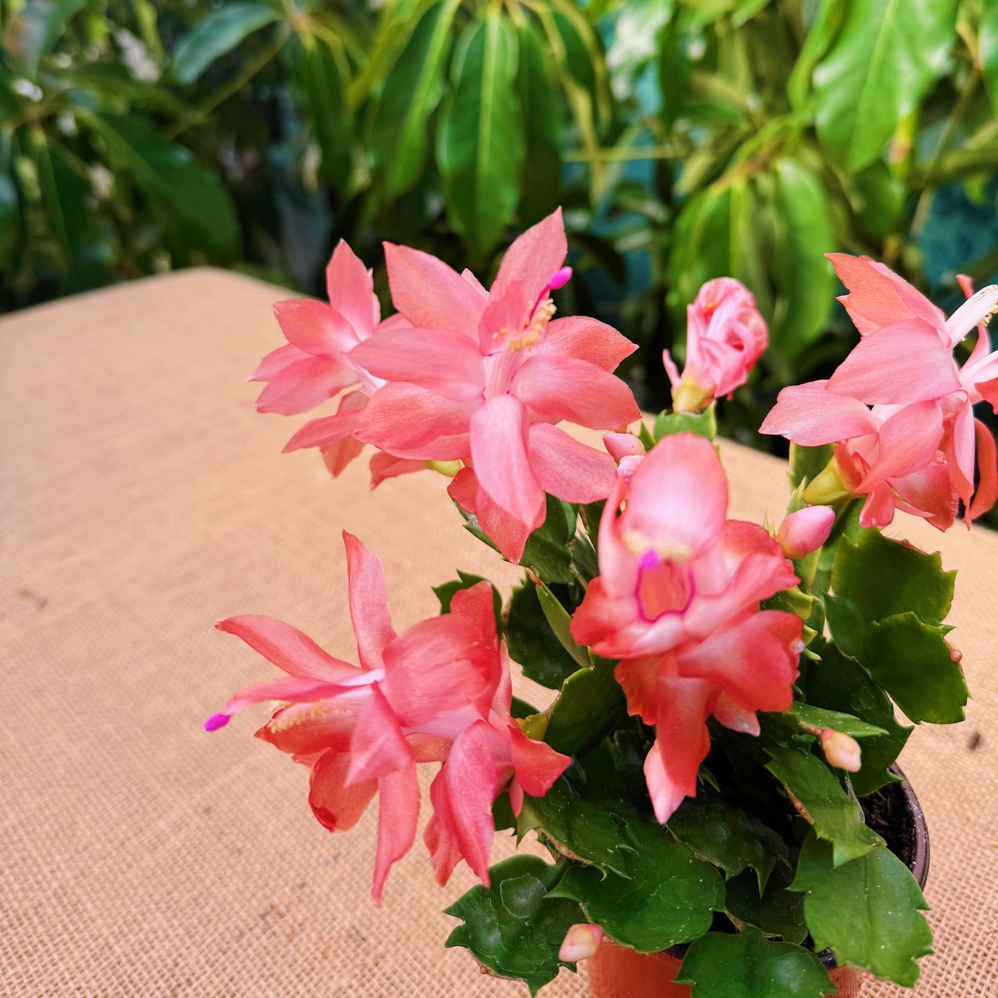 Tangerine Sunset Holiday Cactus