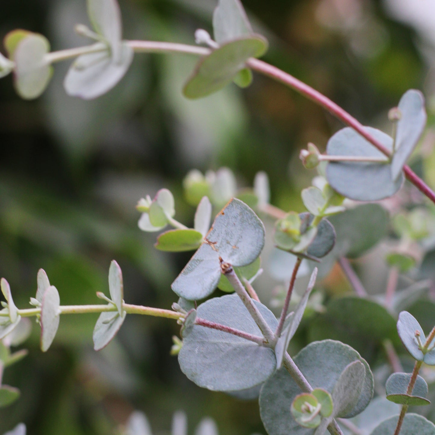 Eucalyptus 'Glacier'