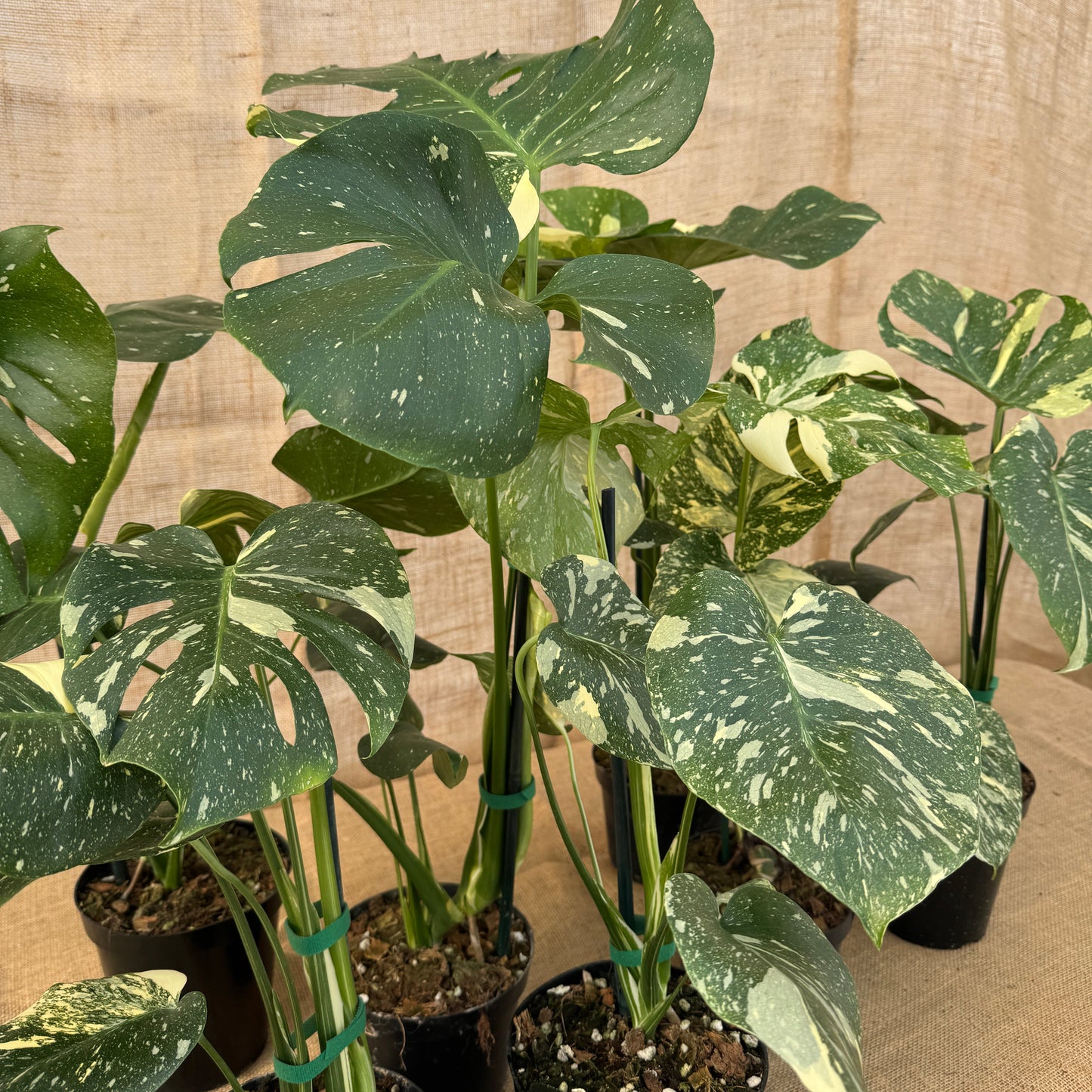 4" Monstera 'Thai Constellation' - Limited Release for Pickup