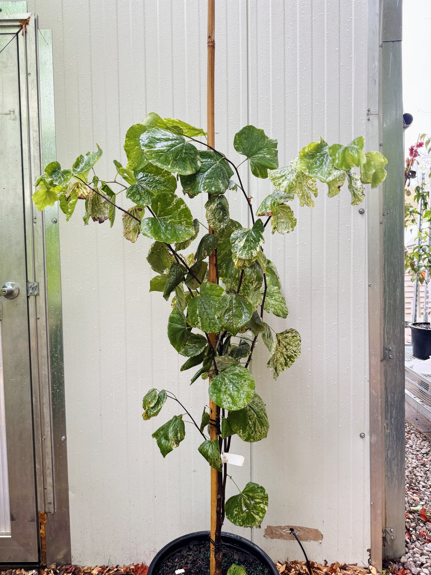 Variegated Redbud 'Alley Cat' - Cercis canadensis | Limited Release
