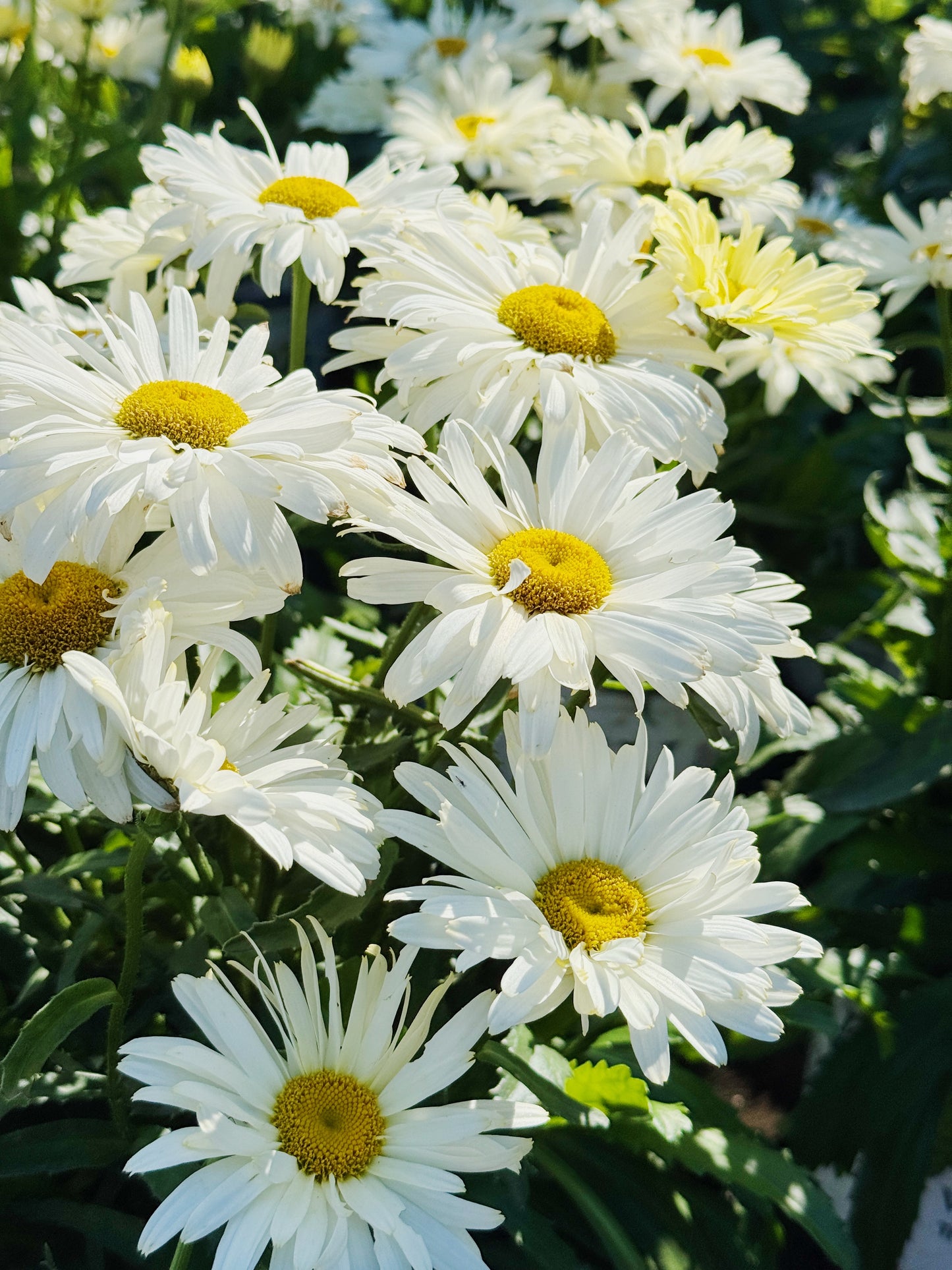 'Banana Cream II' Shasta Daisy - Leucanthemum superbum 'Banana Cream II' | Limited Release