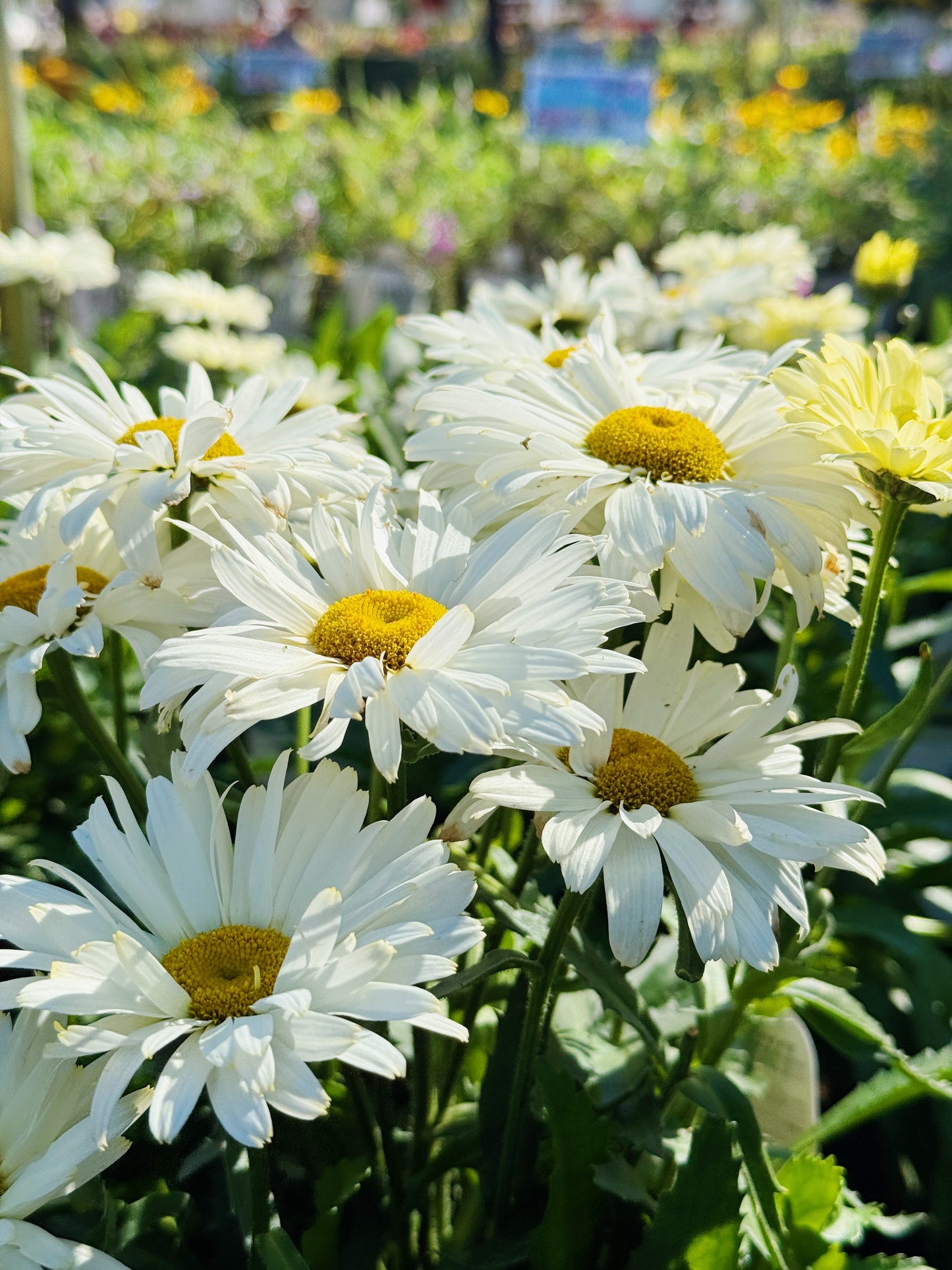 'Banana Cream II' Shasta Daisy - Leucanthemum superbum 'Banana Cream II' | Limited Release
