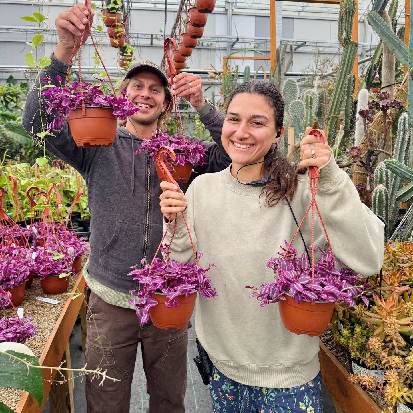 Tradescantia 'pink paradise' | Limited Release
