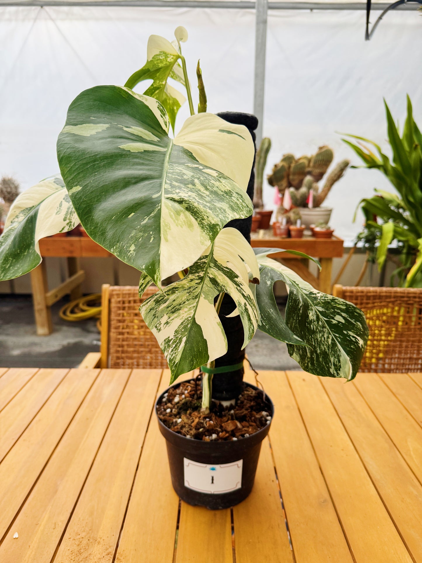 Monstera Albo Variegata in 8" Planter - Limited Release for Pickup Now