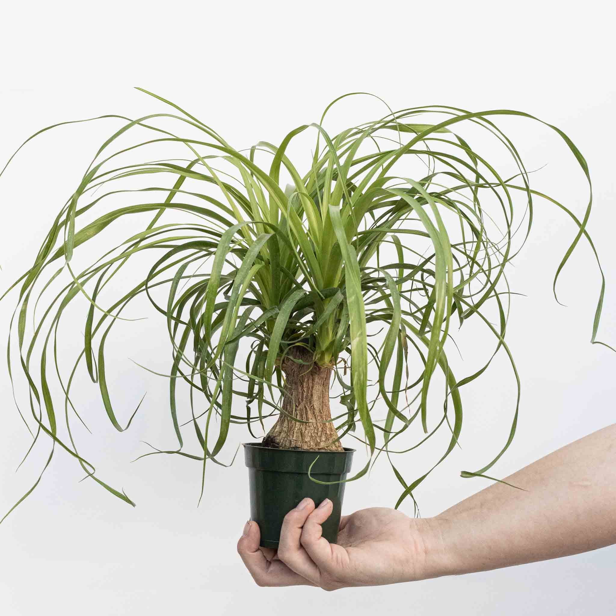 beaucarnea recurvata plant Ponytail Palm