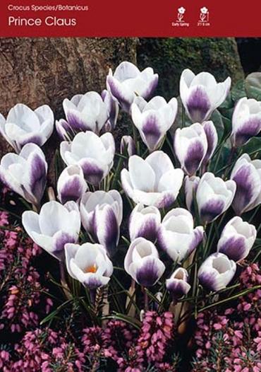 Crocus Prince Claus ~ 25 Blubs for Pickup in Fall