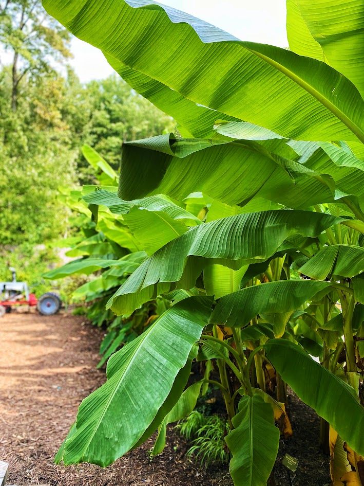 Ohio Winter Hardy Banana | Preorder