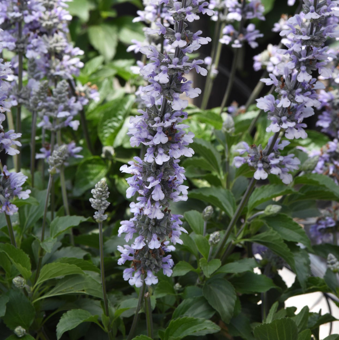 Salvia 'Blue Chill' ~ Trio of 3 Hefty Plants for Preorder