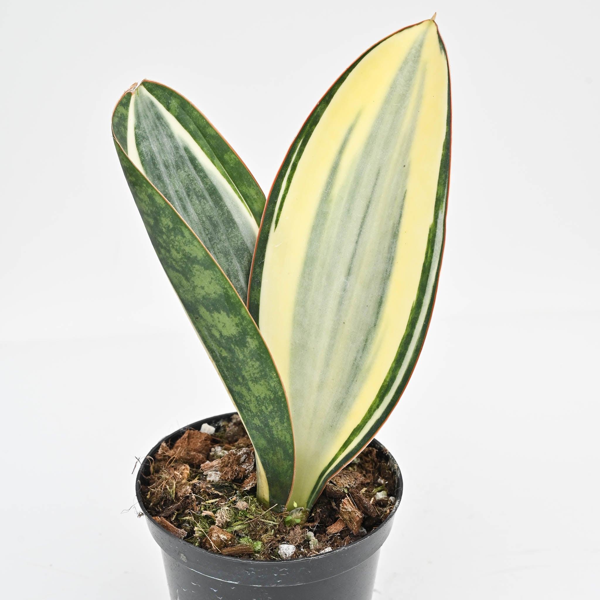 White Variegated Whale Fin | Sansevieria Masoniana Variegata – The