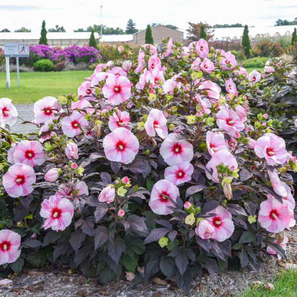 Hibiscus 'Starry Starry Night' | Order Now, Pickup at The Ranch