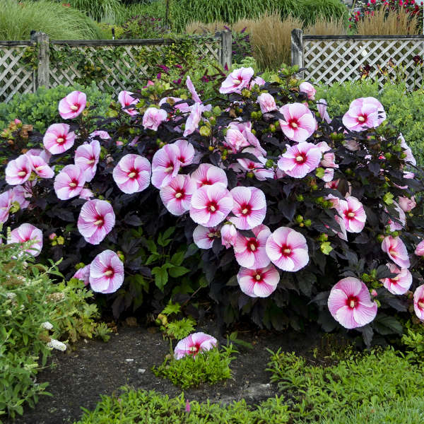 Hibiscus 'Starry Starry Night' | Order Now, Pickup at The Ranch