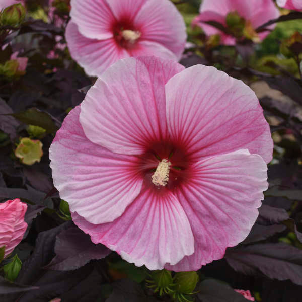 Hibiscus 'Starry Starry Night' | Order Now, Pickup at The Ranch