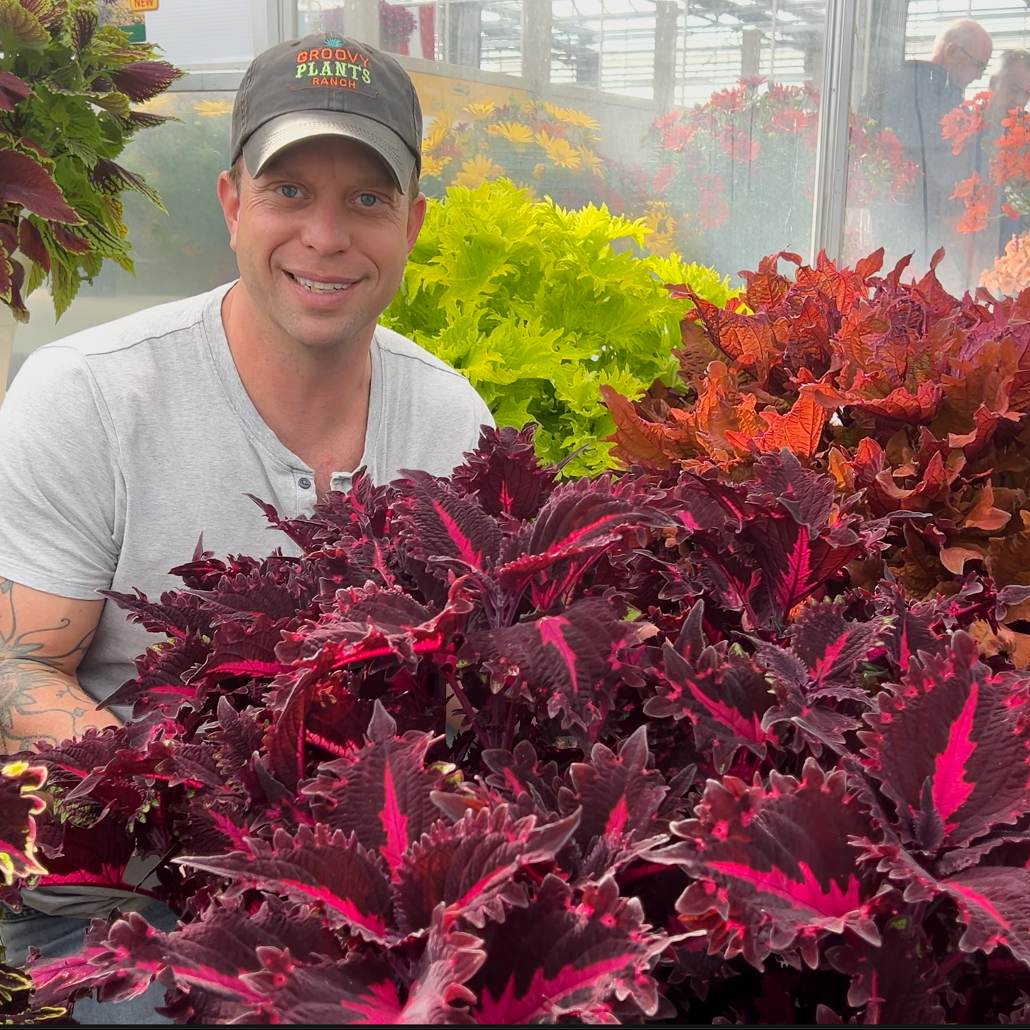 Coleus 'Pink Ribbons' ~ Ribbon Spool of 24 Hefty Plants for Preorder