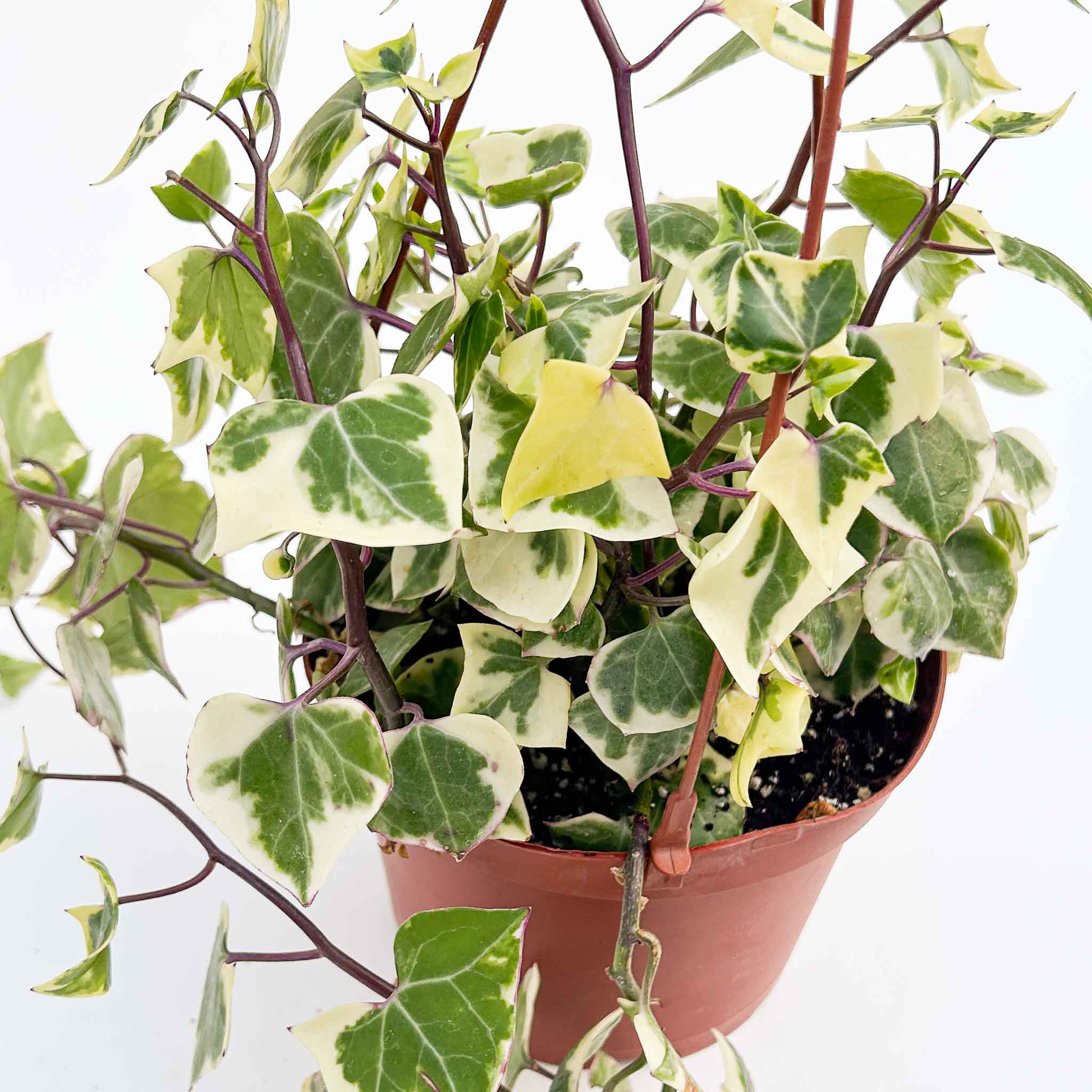 Variegated Wax Ivy | Senecio macroglossus variegata – The Groovy