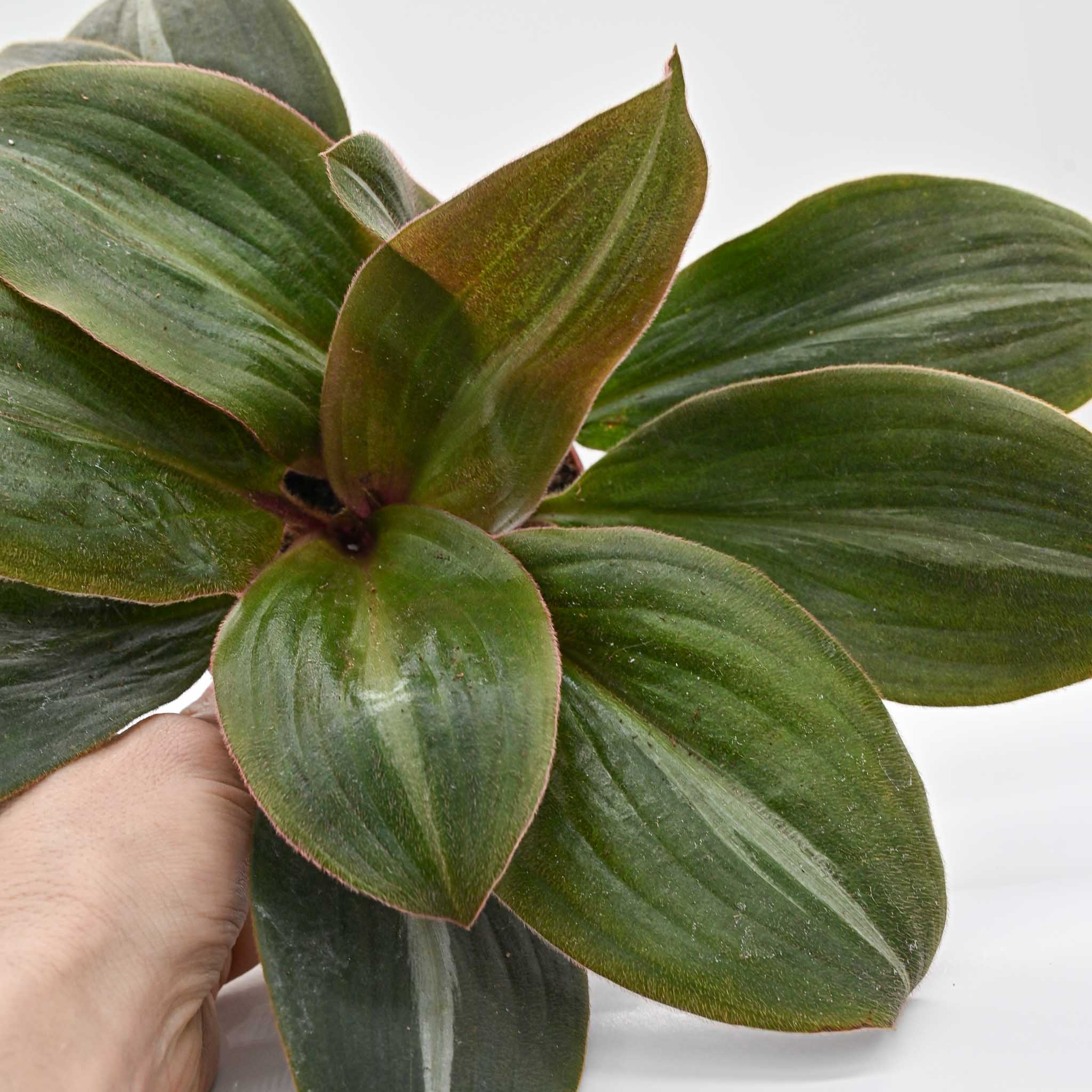 brown soft scale spider plant Brown Spiderwort, Bear's Ears