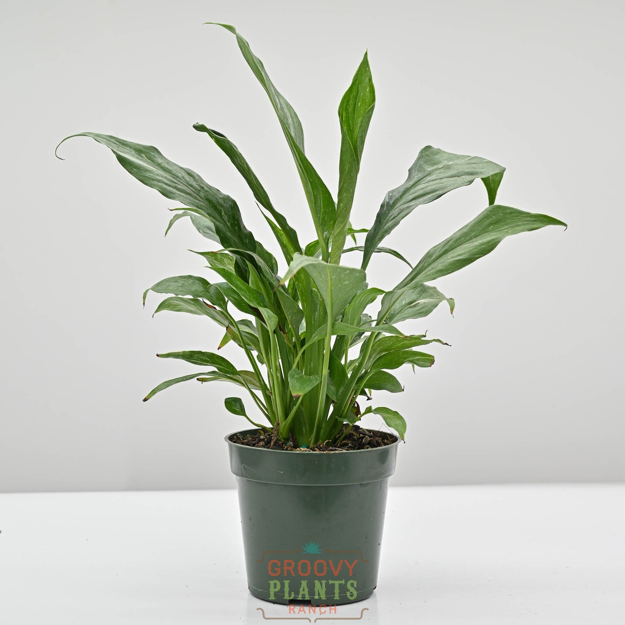 Variegated Peace Lily | Spathiphyllum 'Domino' – The Groovy Plants