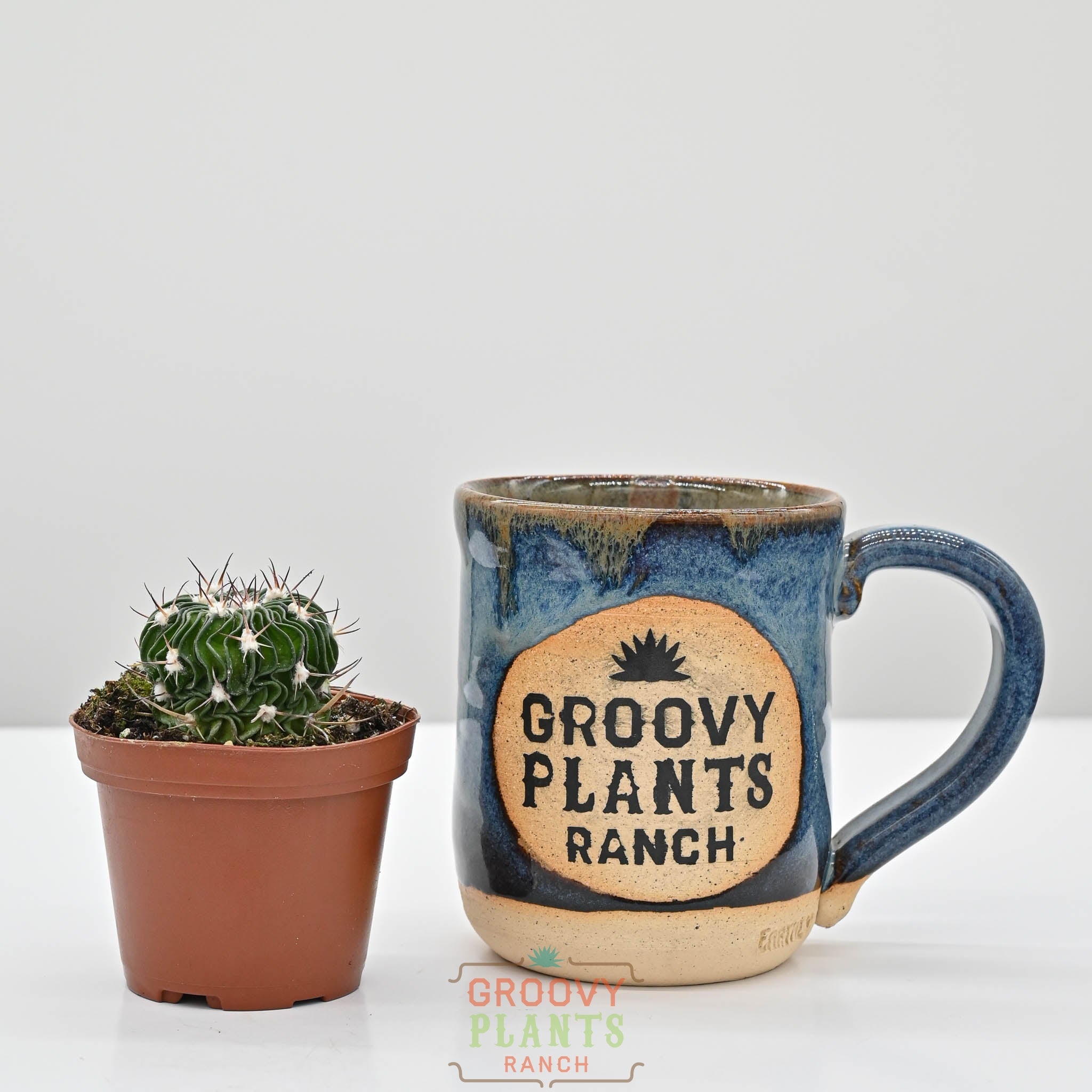 Brain Cactus | Stenocactus Multicostatus – The Groovy Plants Ranch LLC
