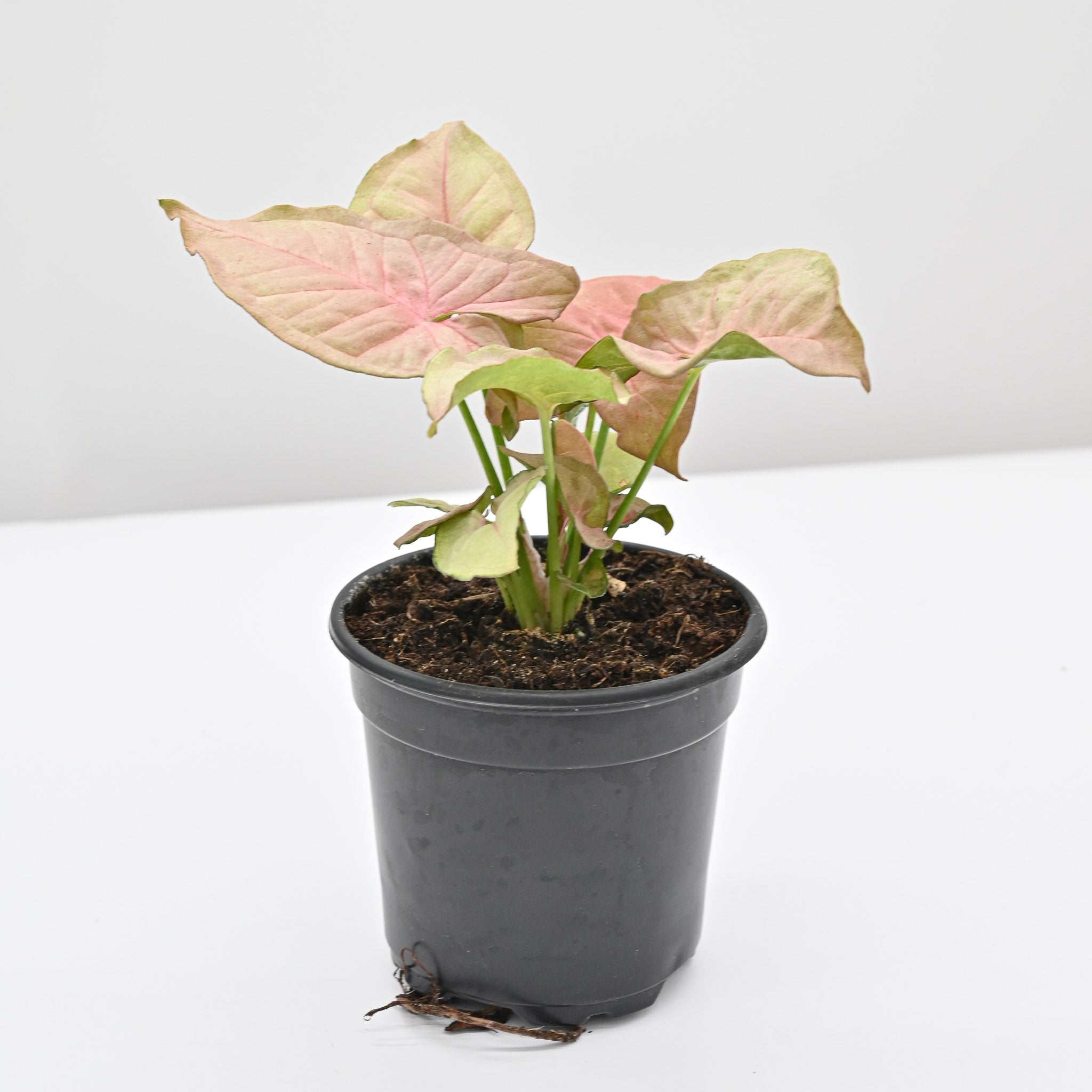 arrowhead philodendron Arrowhead Vine