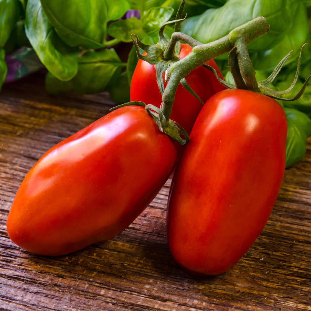 San Marzano Tomato ~ Trio of 3