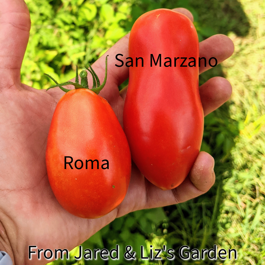San Marzano Tomato ~ Trio of 3