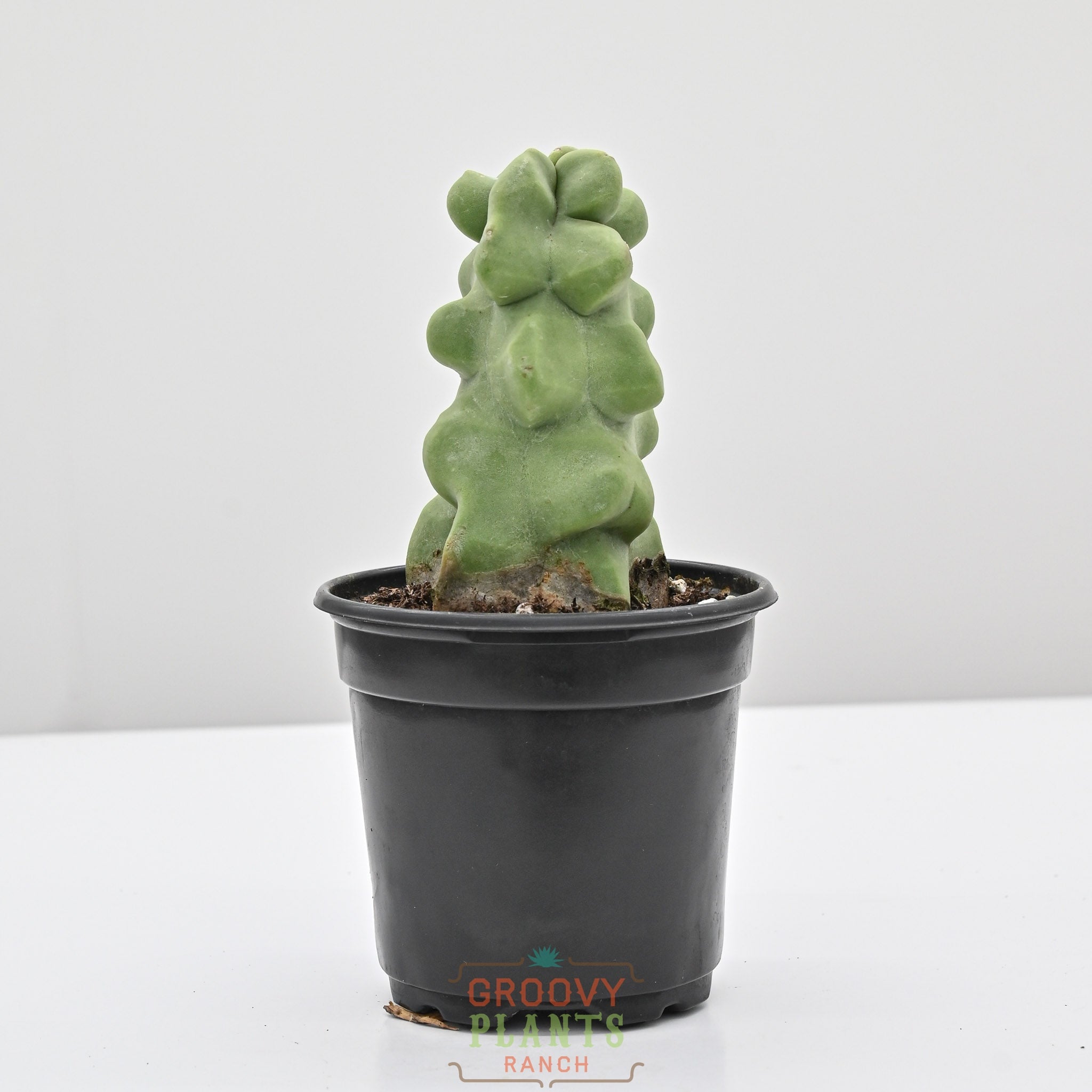 f cactus Totem Pole Cactus