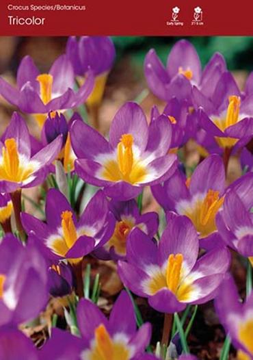 Crocus Tricolor ~ 25 Blubs for Pickup in Fall