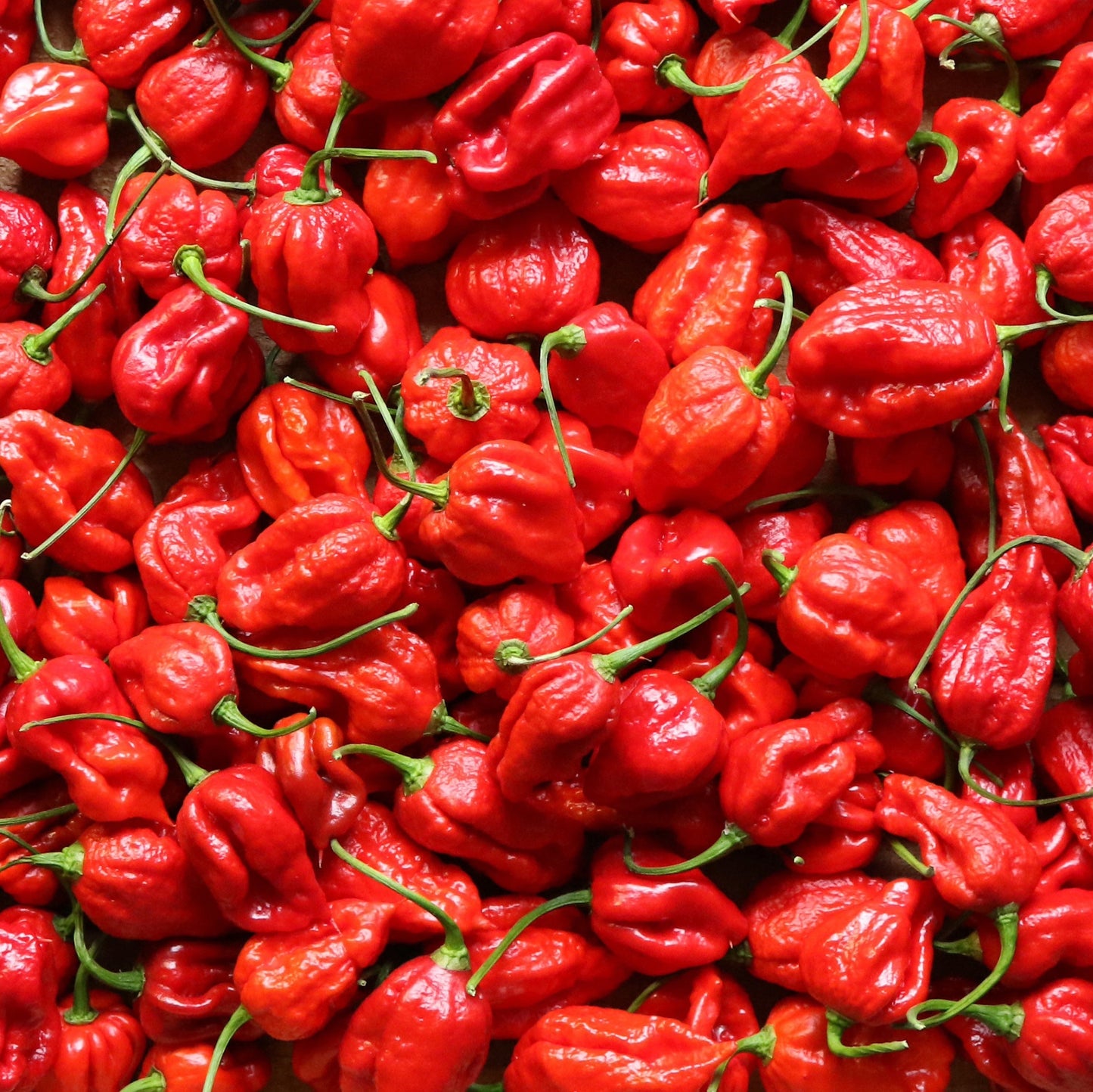 'Trinidad Scorpion' Hot Pepper ~ Trio of 3 Hefty Plants for Preorder