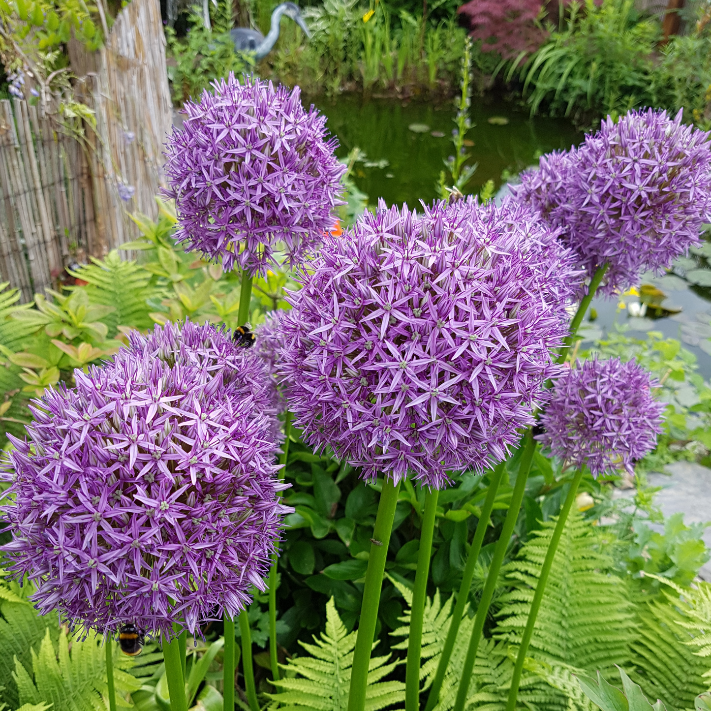 Allium 'Globemaster' ~ Trio of 3 Bulbs