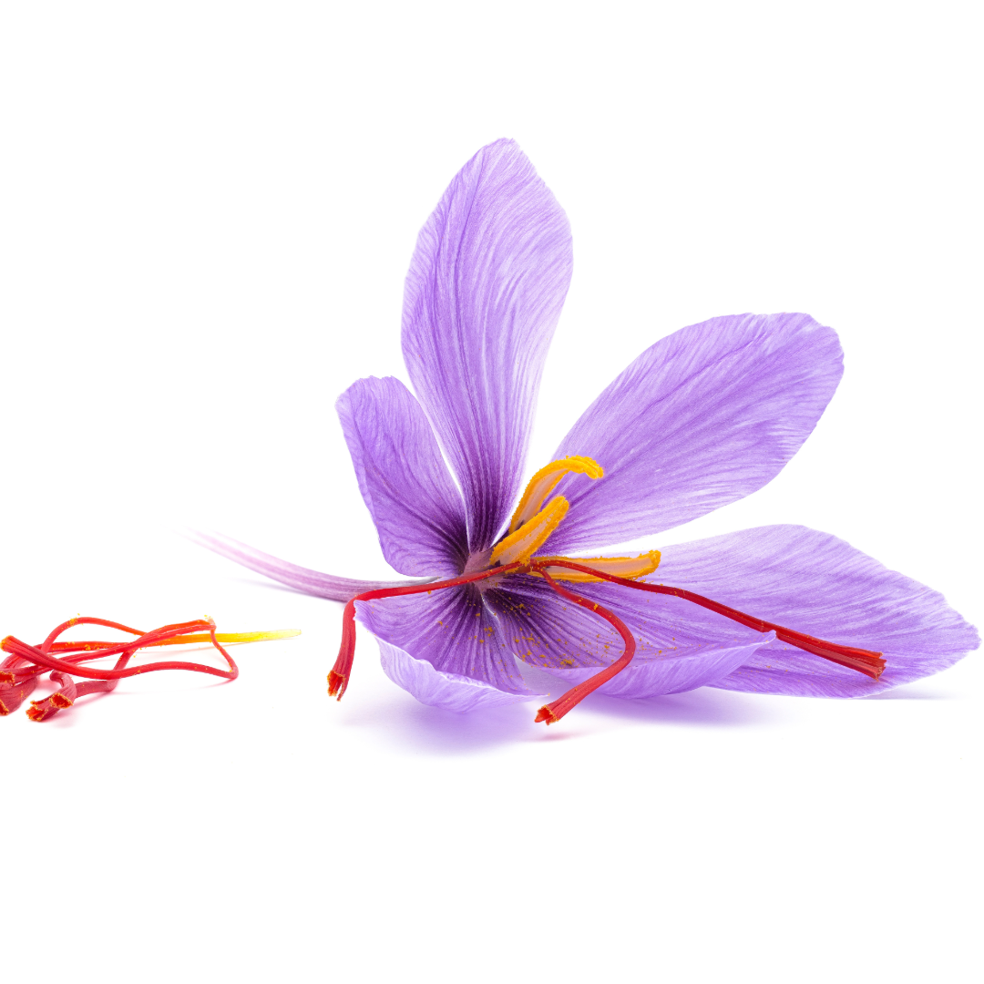 Saffron crocus ~ 25 Blubs for Pickup in Fall