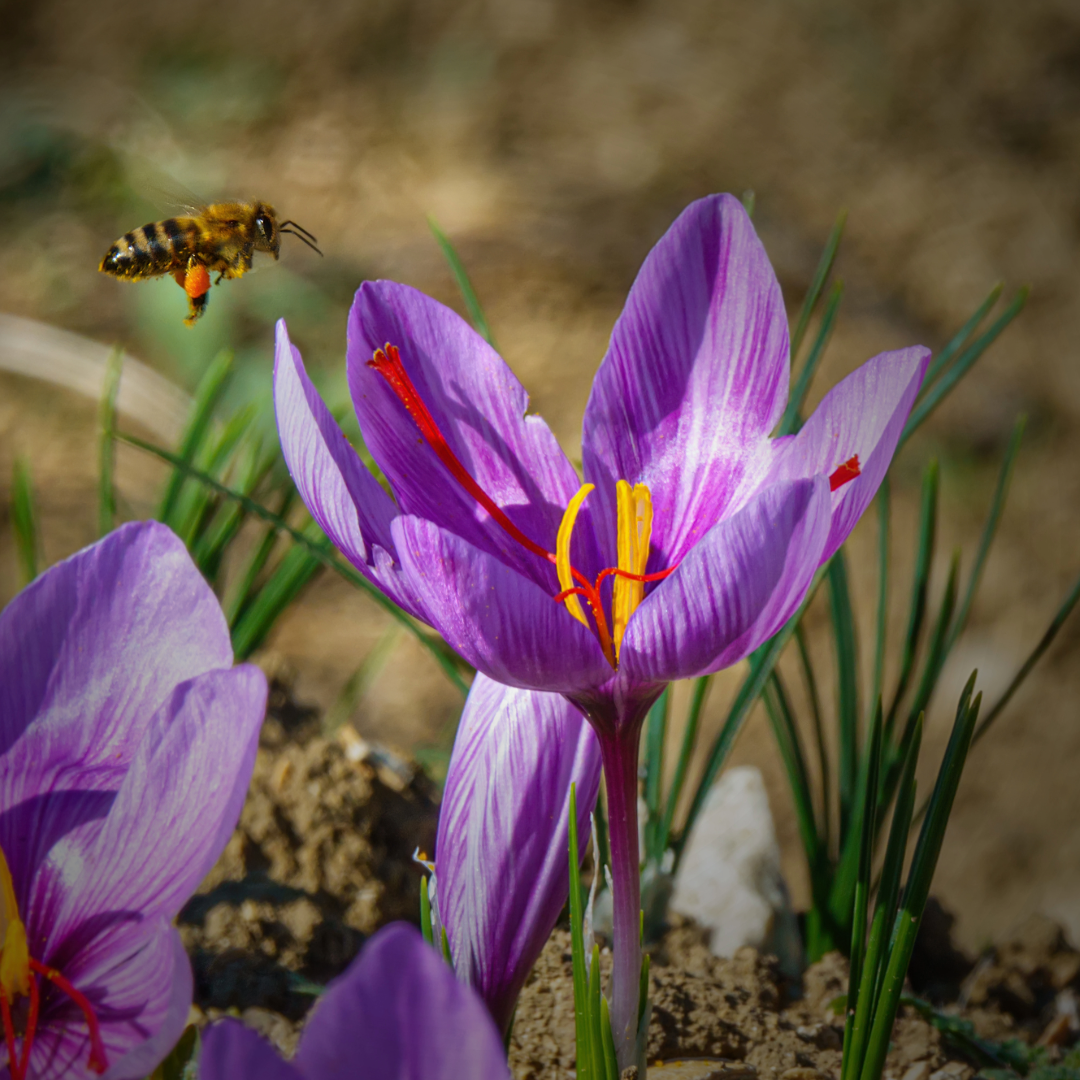 Saffron crocus ~ 25 Blubs for Pickup in Fall